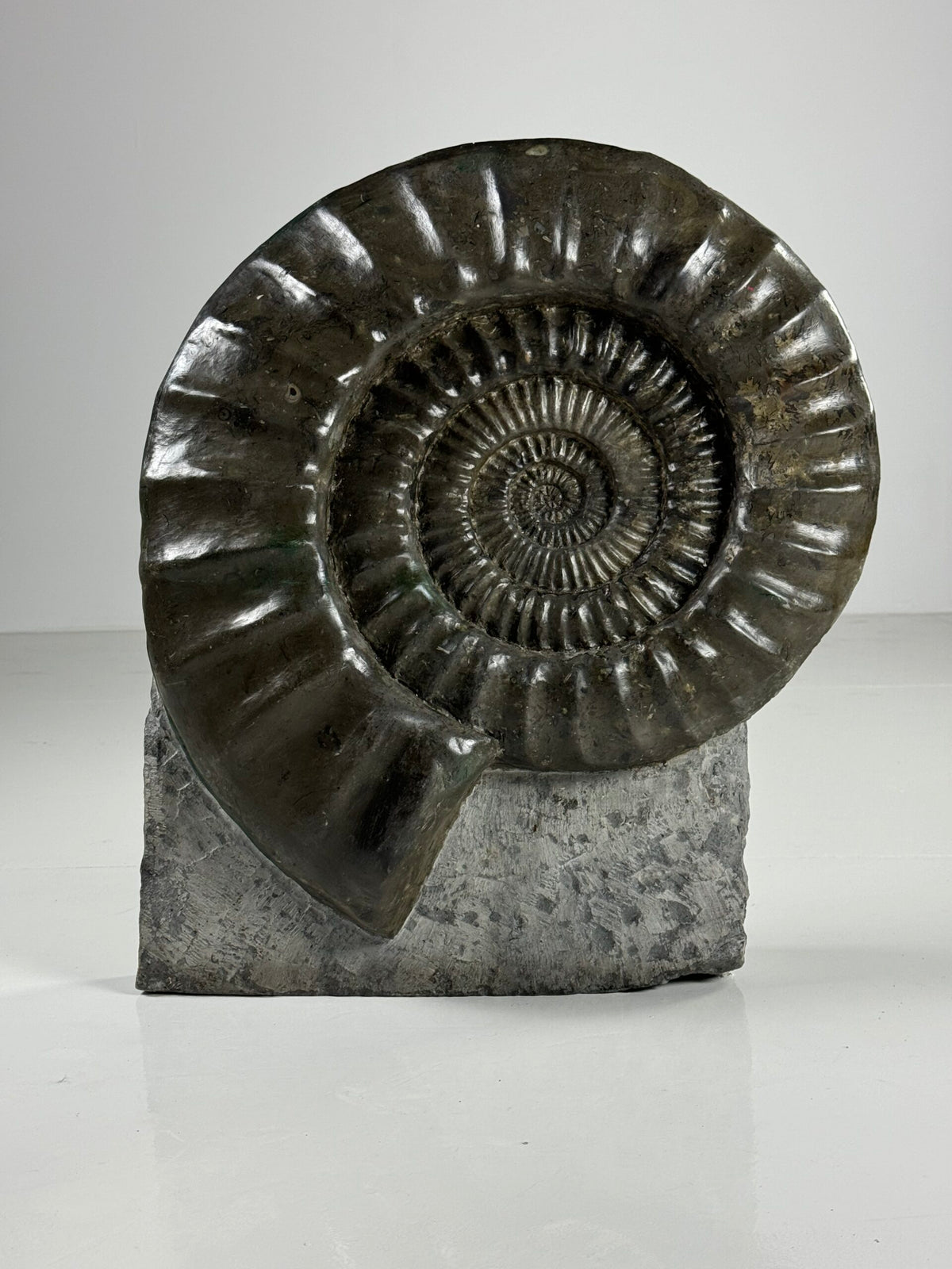 Giant Fossil Ammonite, Arietites Bucklandi, photo 8