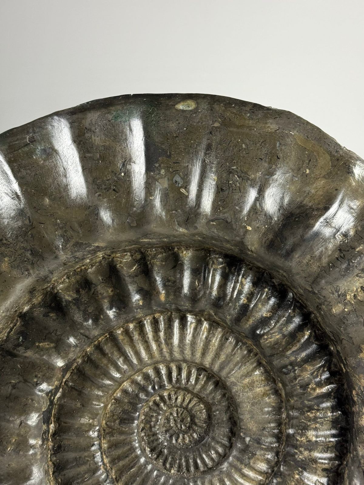 Giant Fossil Ammonite, Arietites Bucklandi, photo 13