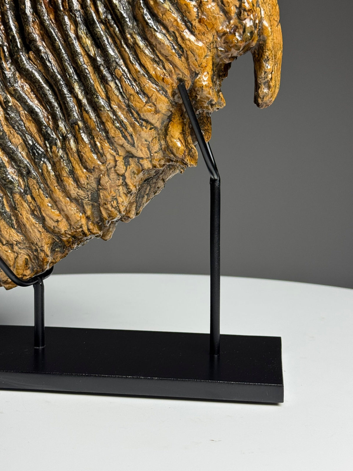 Very Large Fossilised Mammoth Tooth on Custom Stand, photo 6