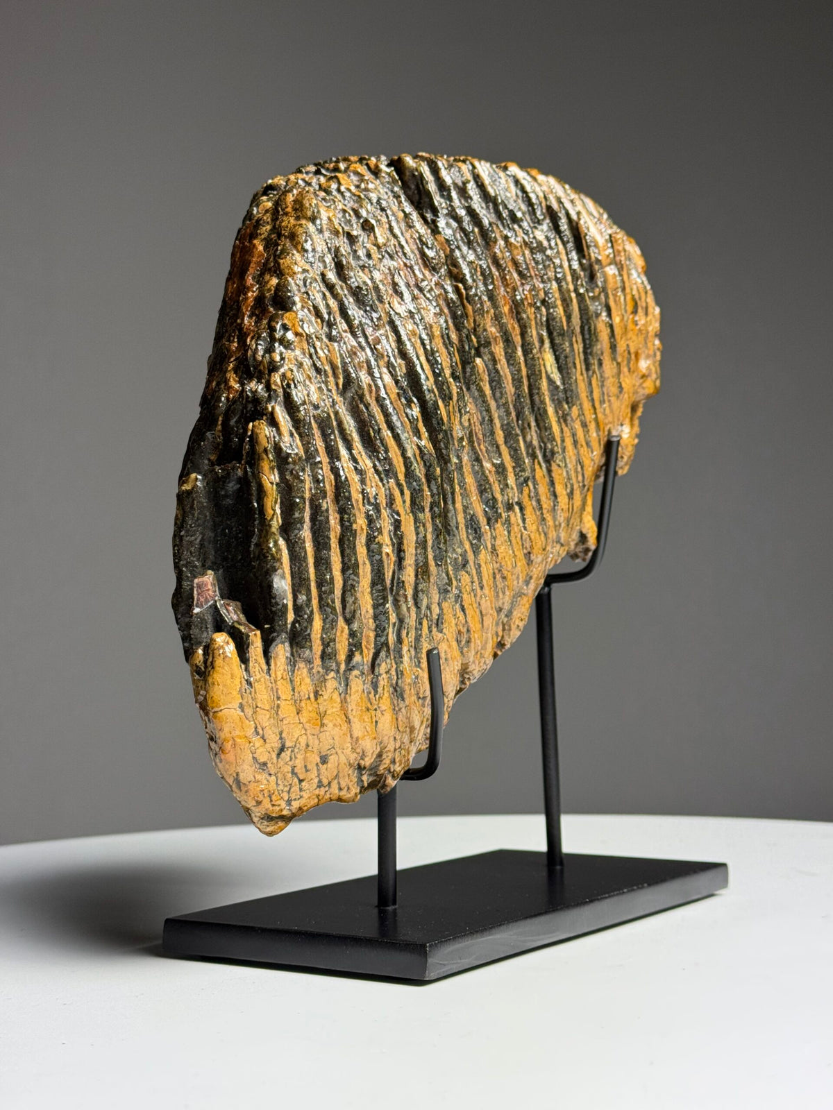 Very Large Fossilised Mammoth Tooth on Custom Stand, photo 9