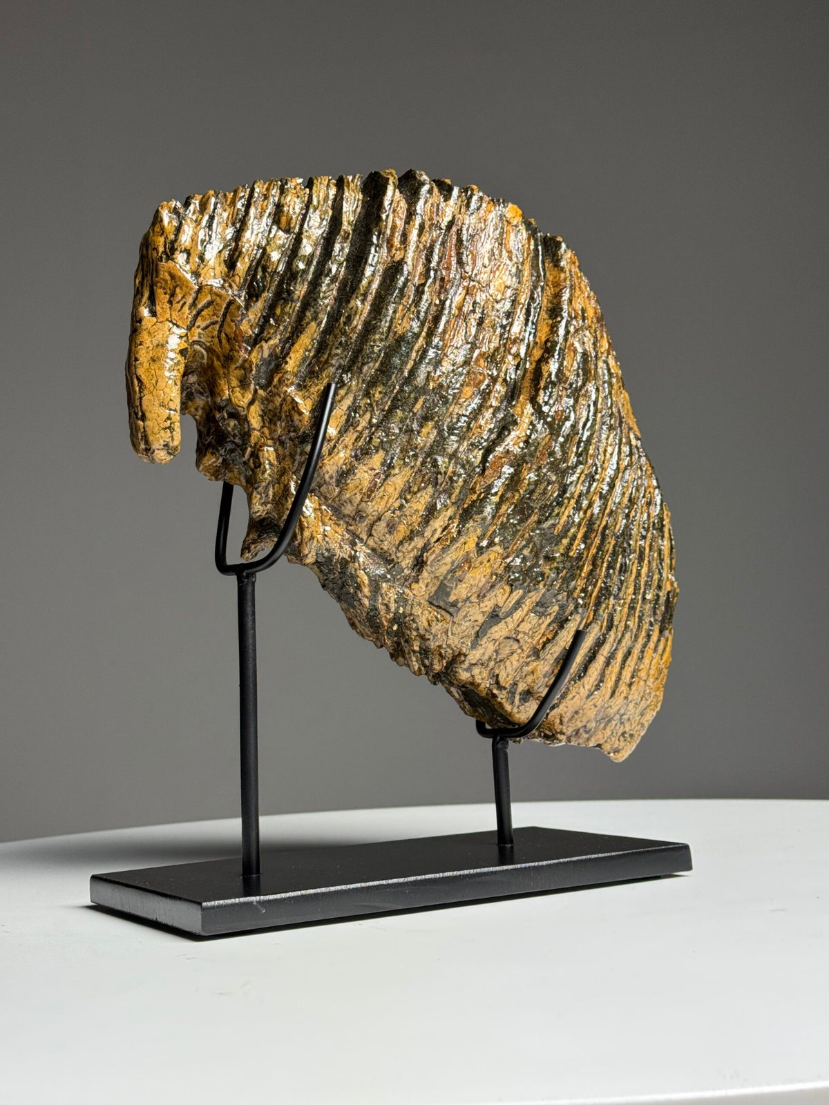 Very Large Fossilised Mammoth Tooth on Custom Stand, photo 11