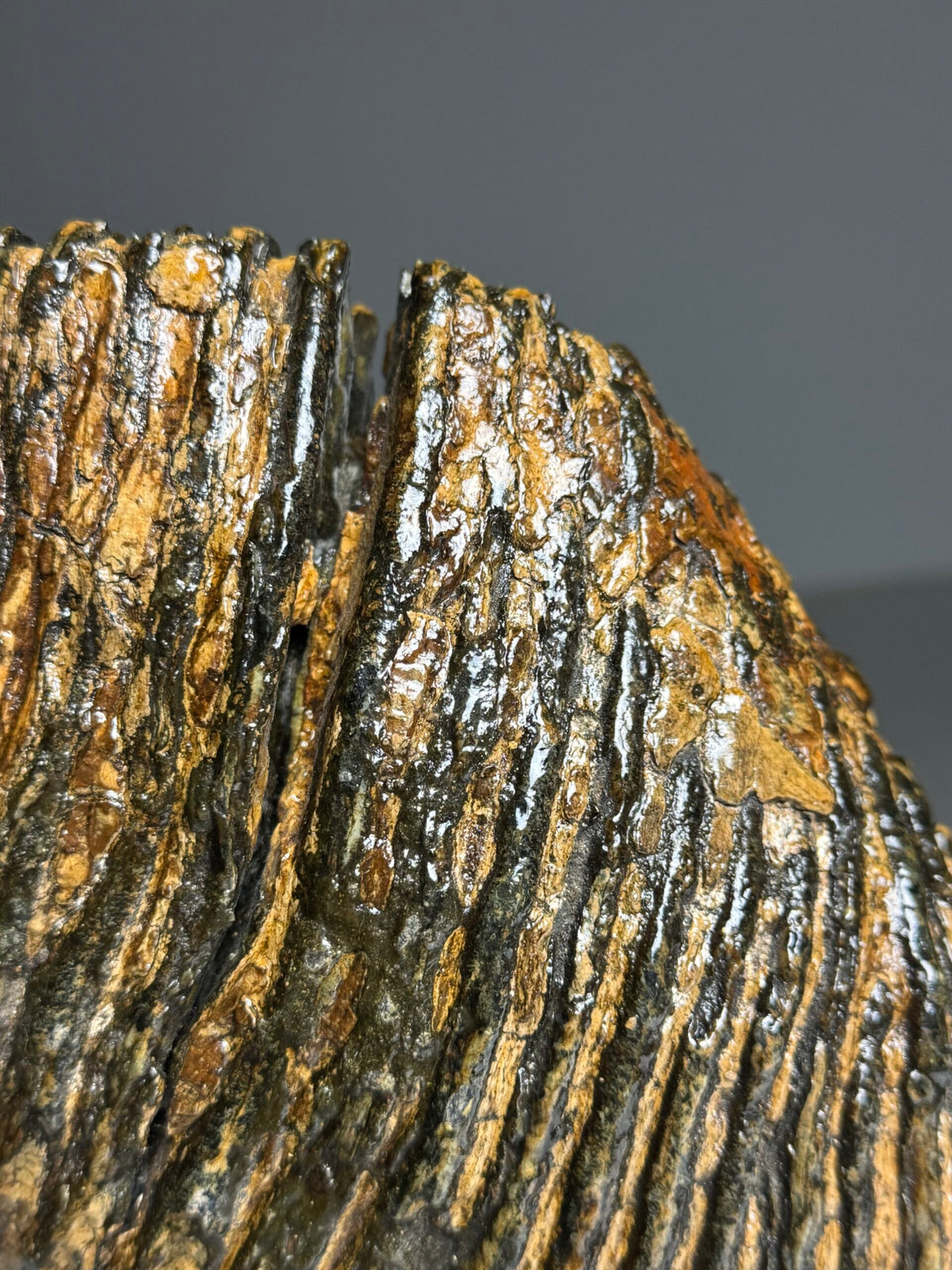 Very Large Fossilised Mammoth Tooth on Custom Stand, photo 12