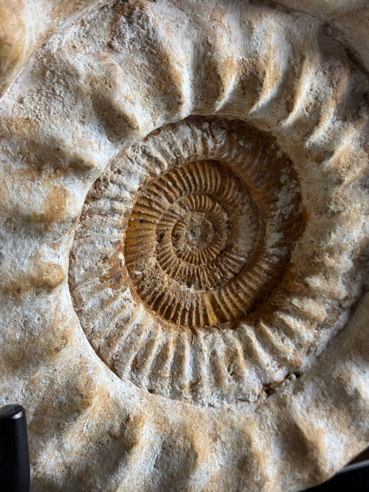 Giant Ammonite Fossil on Custom Black Stand, photo 14
