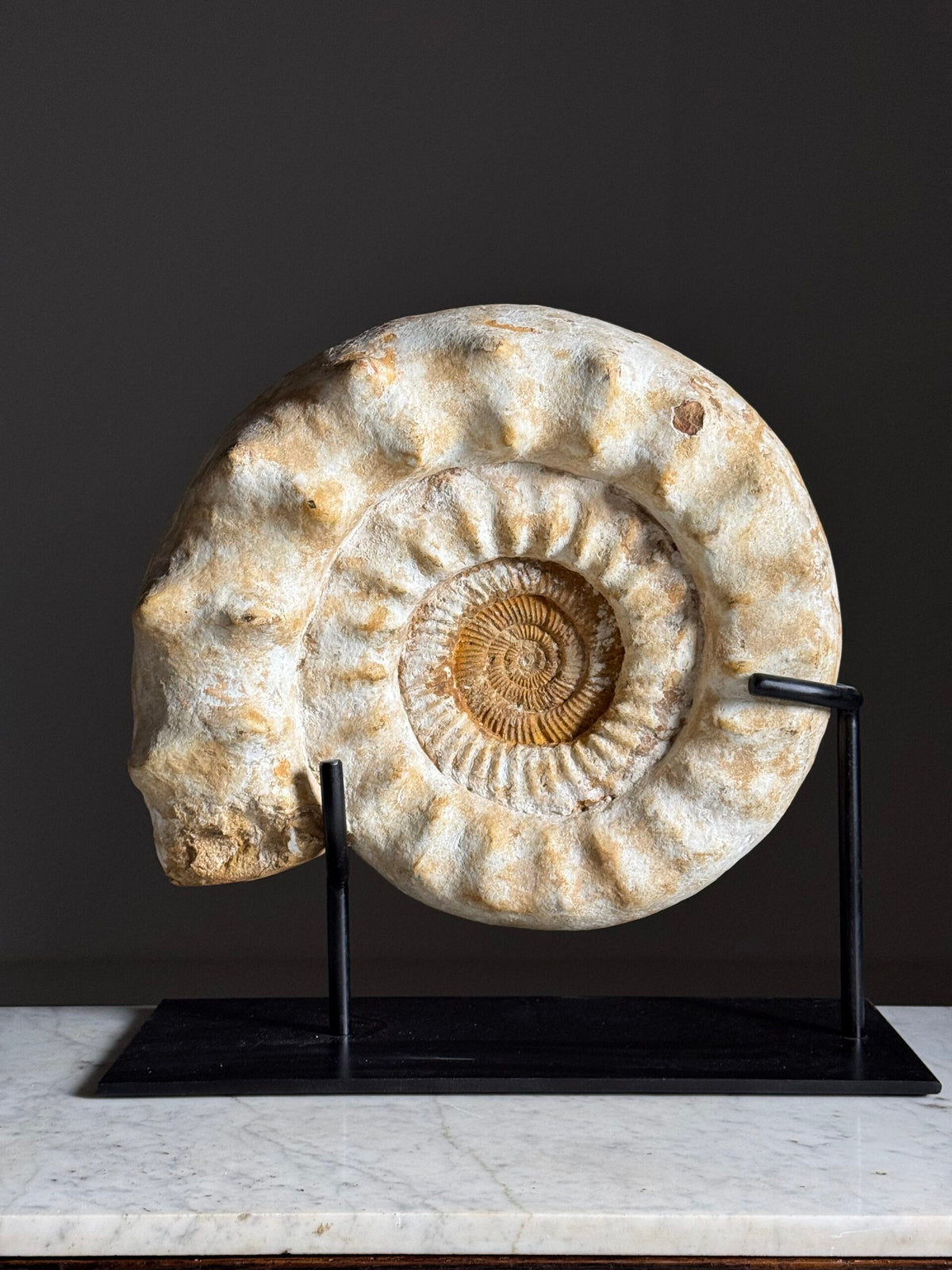 Giant Ammonite Fossil on Custom Black Stand, photo 13