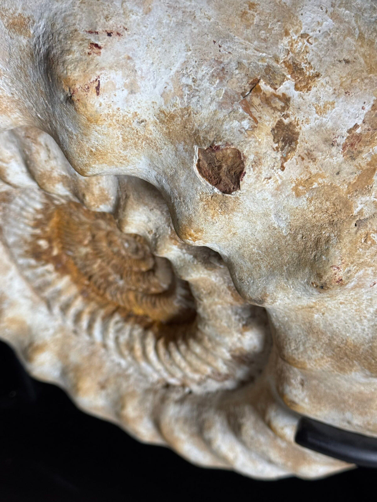 Giant Ammonite Fossil on Custom Black Stand, photo 9