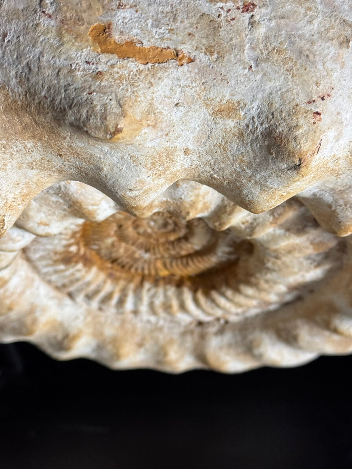 Giant Ammonite Fossil on Custom Black Stand, photo 8