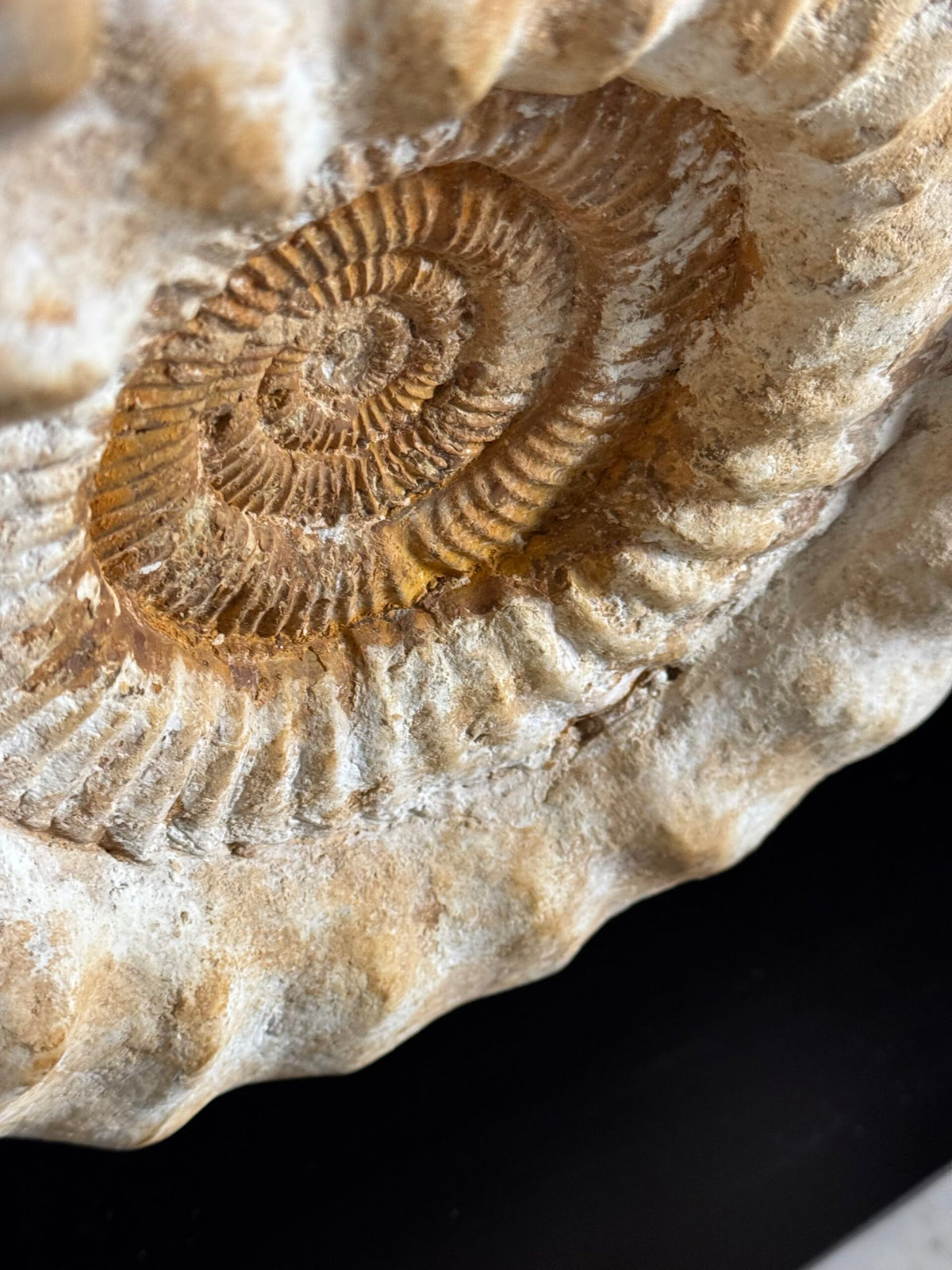 Giant Ammonite Fossil on Custom Black Stand, photo 7