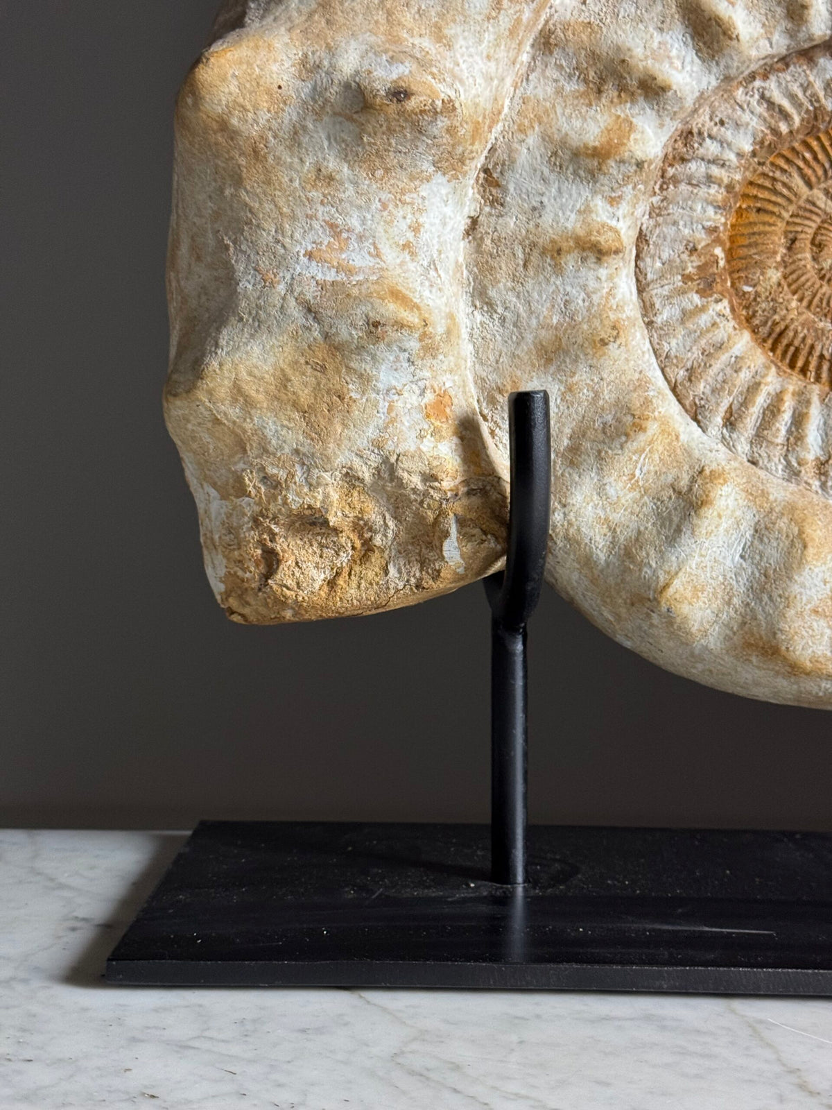 Giant Ammonite Fossil on Custom Black Stand, photo 5