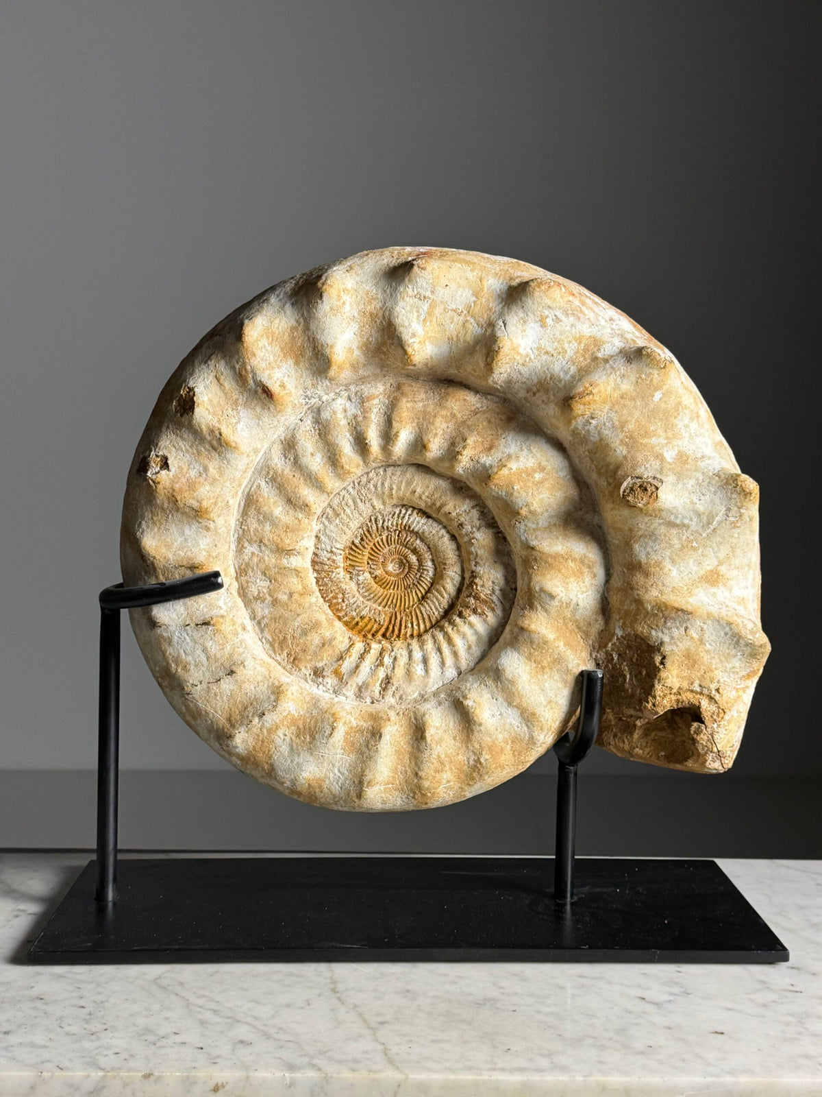 Giant Ammonite Fossil on Custom Black Stand, photo 6