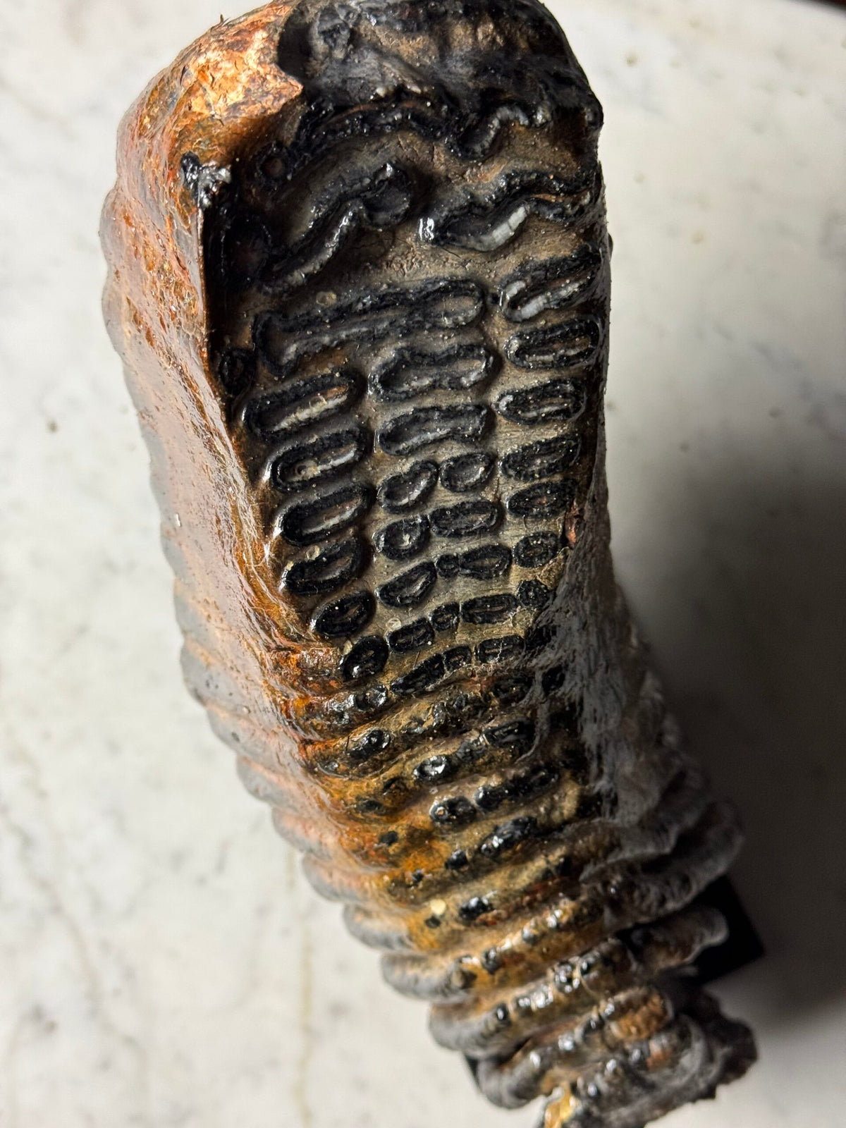Fossilised Mammoth Tooth on Custom Stand, photo 3