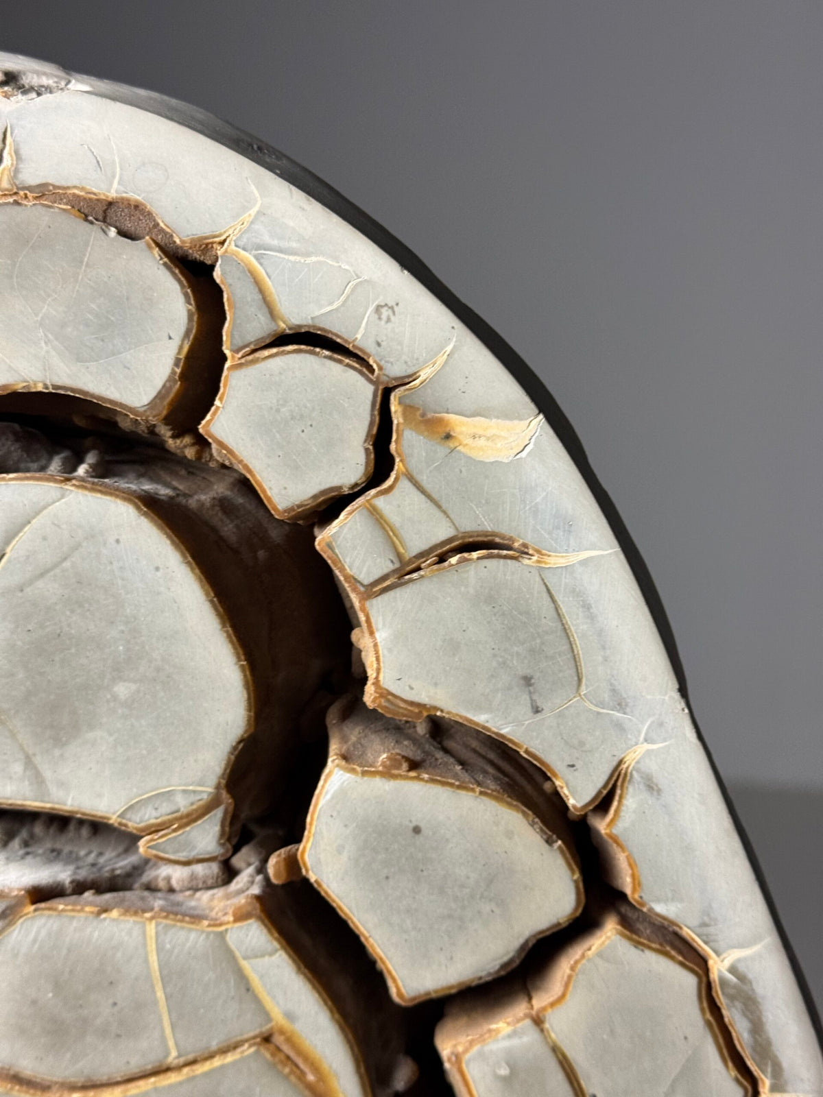 Septaria Nodule Cross Section on Metal Stand, photo 12