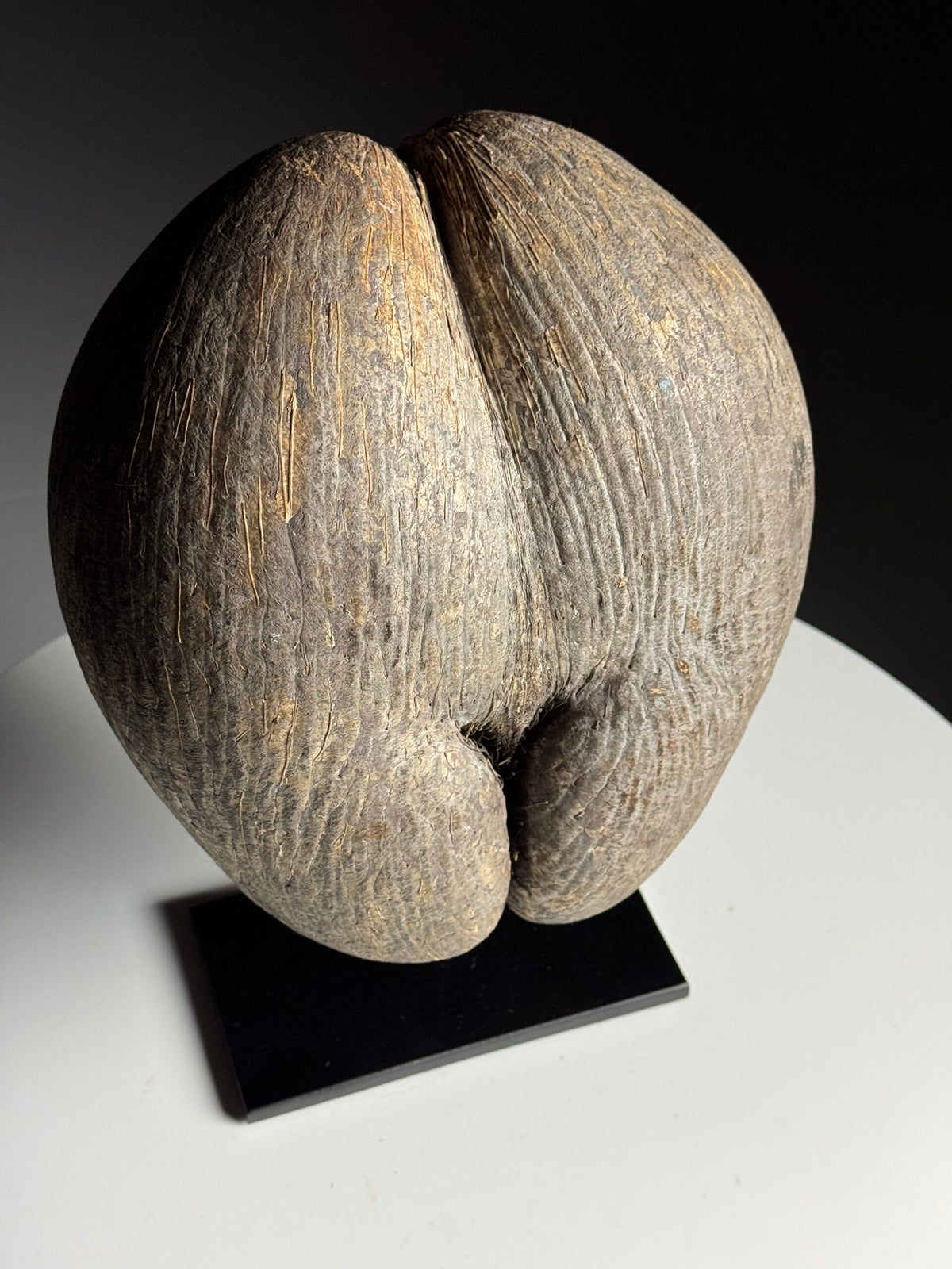 Rustic Unopened Coco de Mer on Black Stand, photo 10