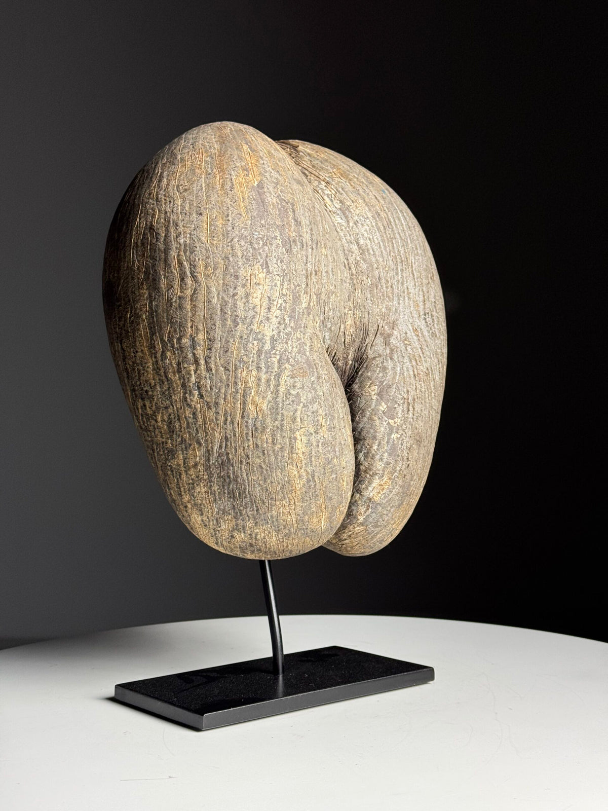 Rustic Unopened Coco de Mer on Black Stand, photo 11