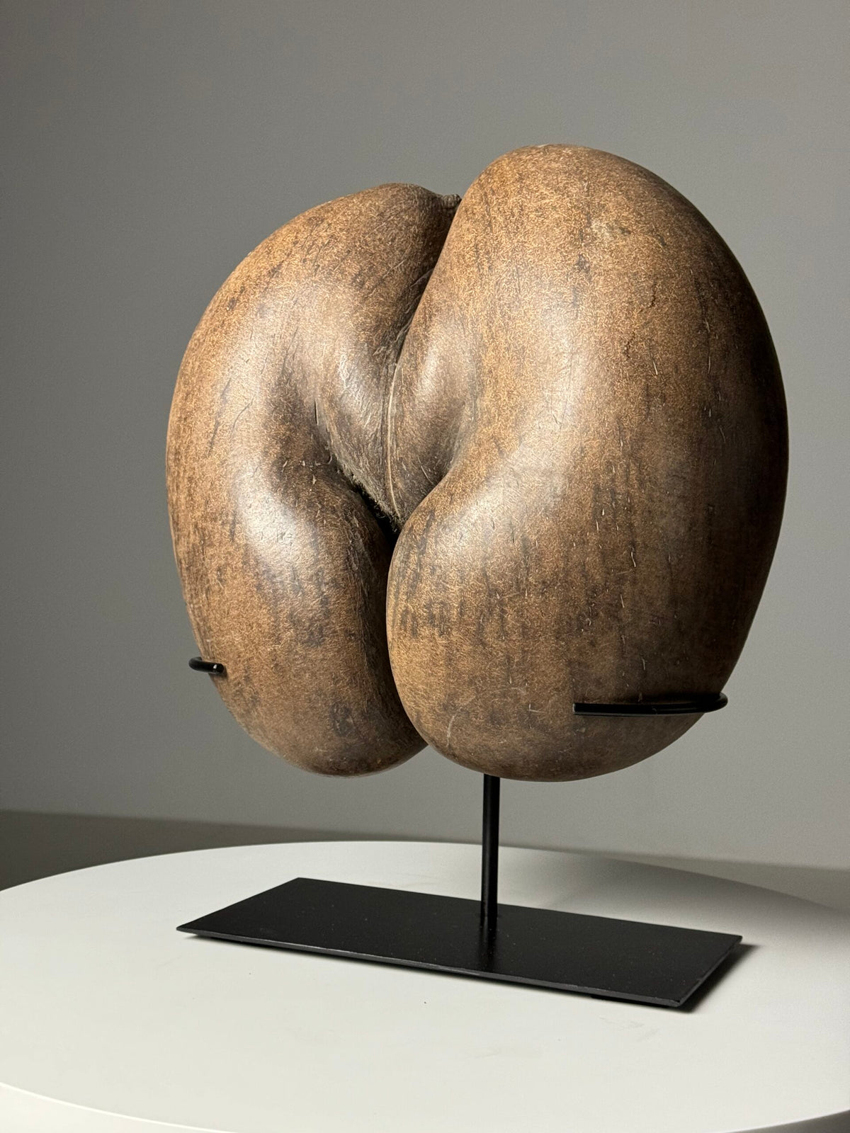 Coco de Mer Seed on Stand, photo 6