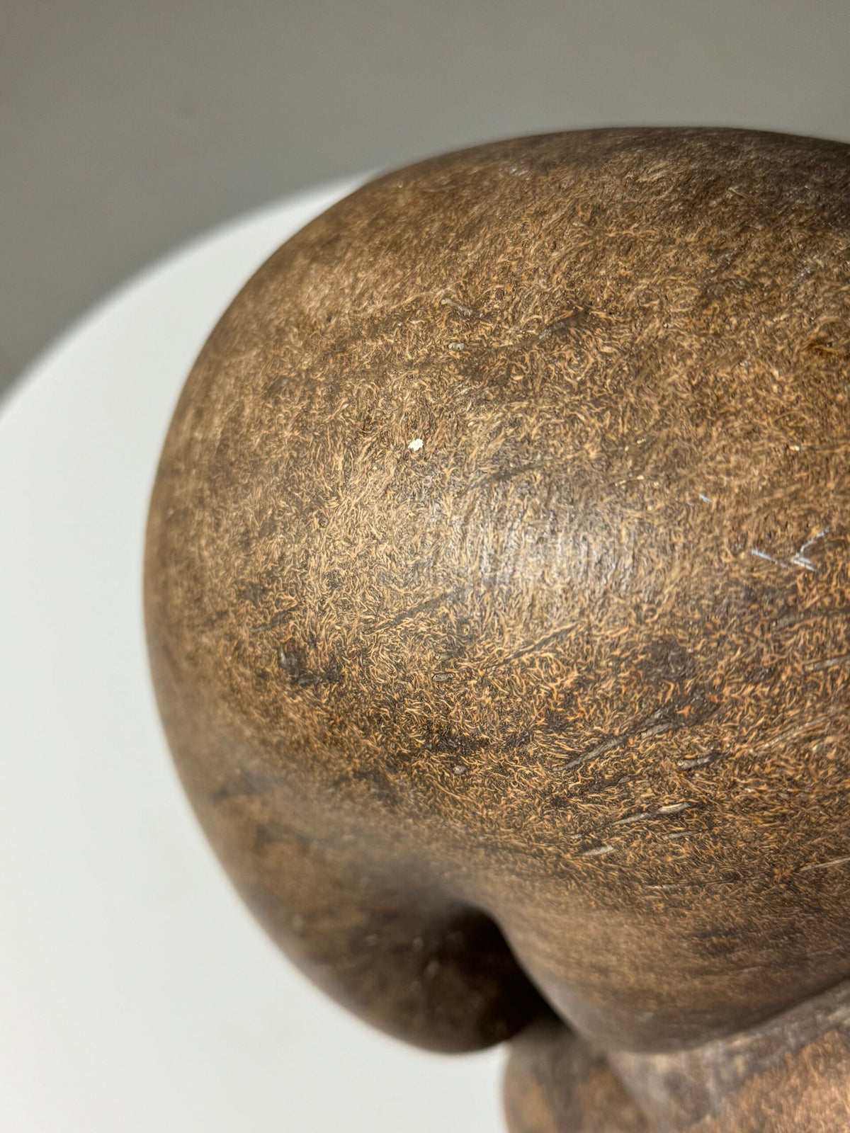 Coco de Mer Seed on Stand, photo 10