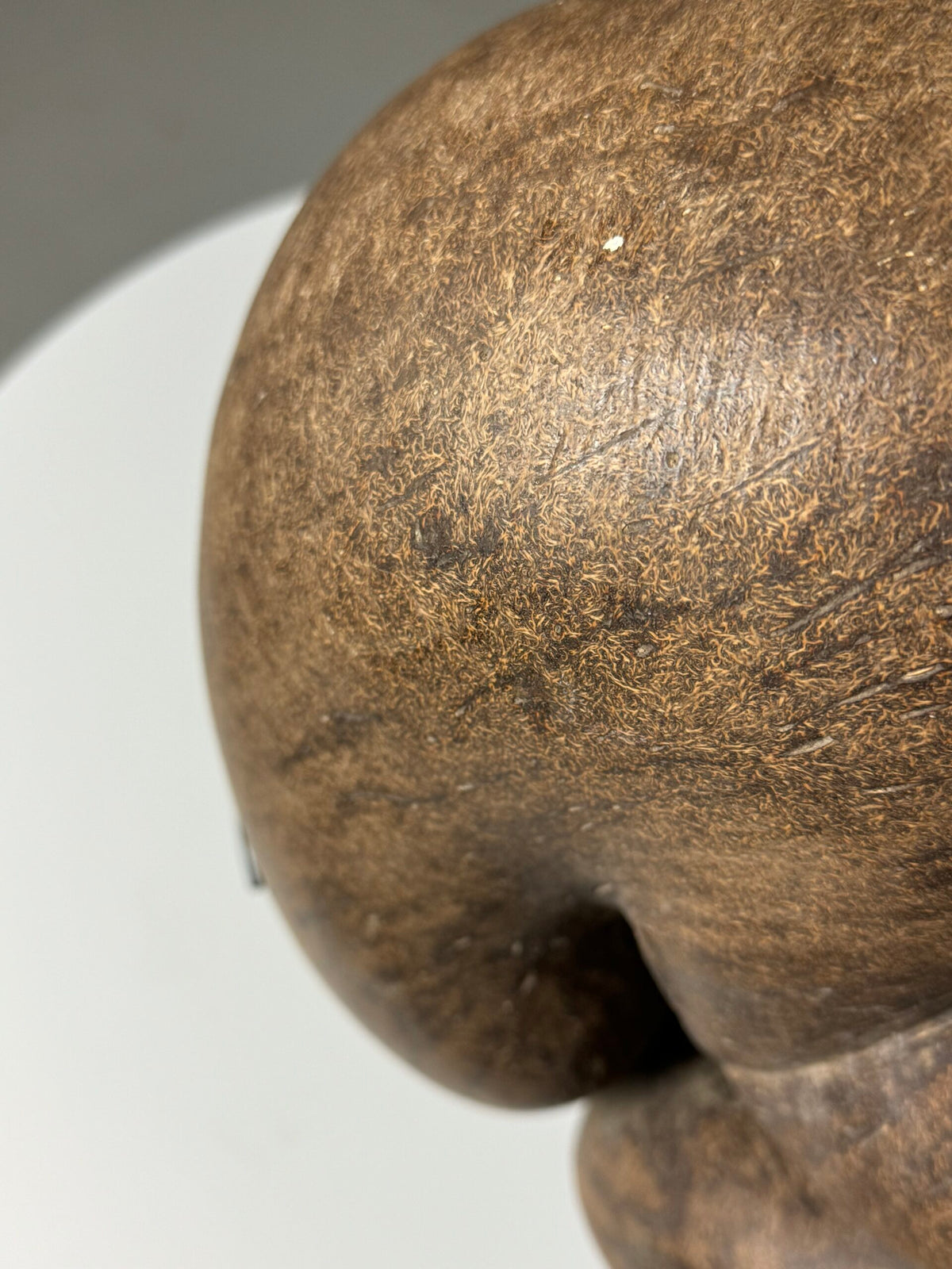 Coco de Mer Seed on Stand, photo 11