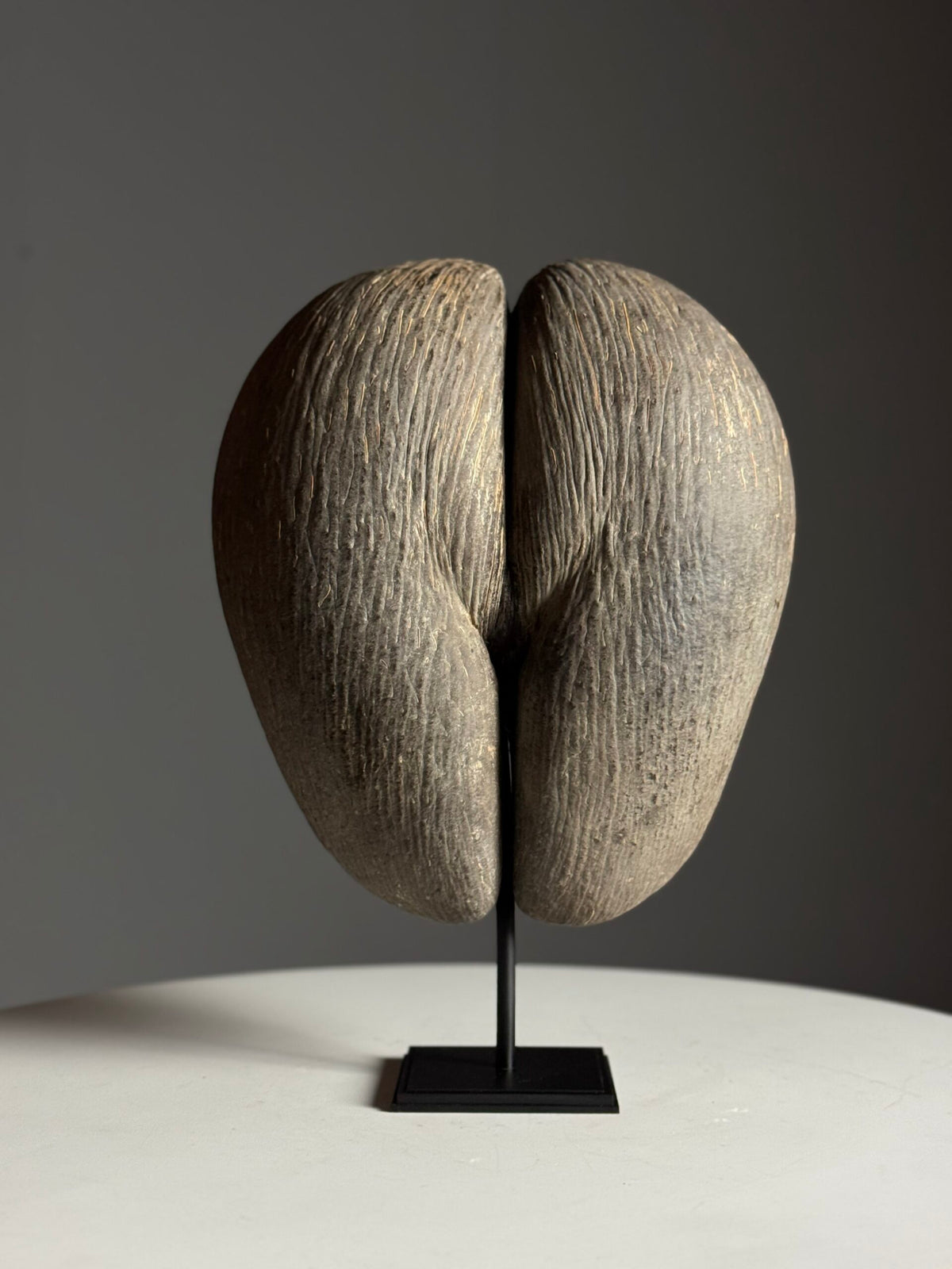 Coco de Mer on Custom Stand, photo 18