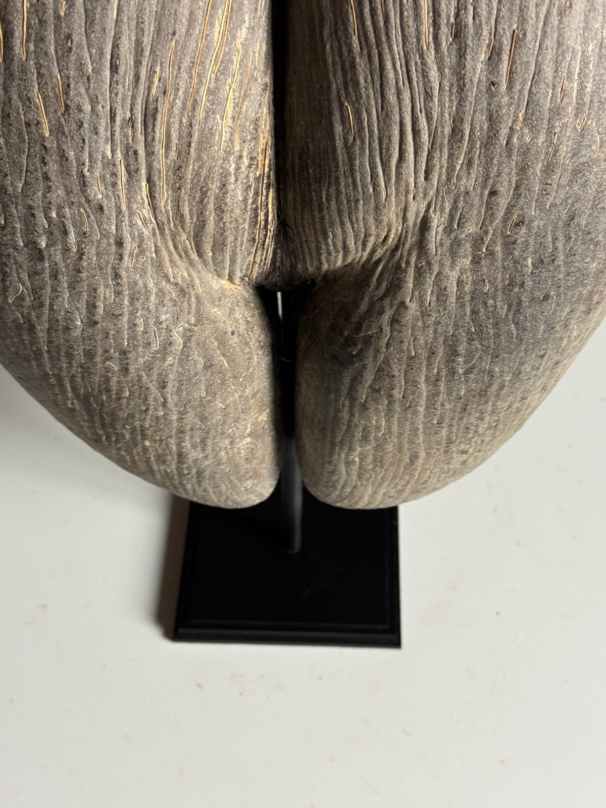 Coco de Mer on Custom Stand, photo 13