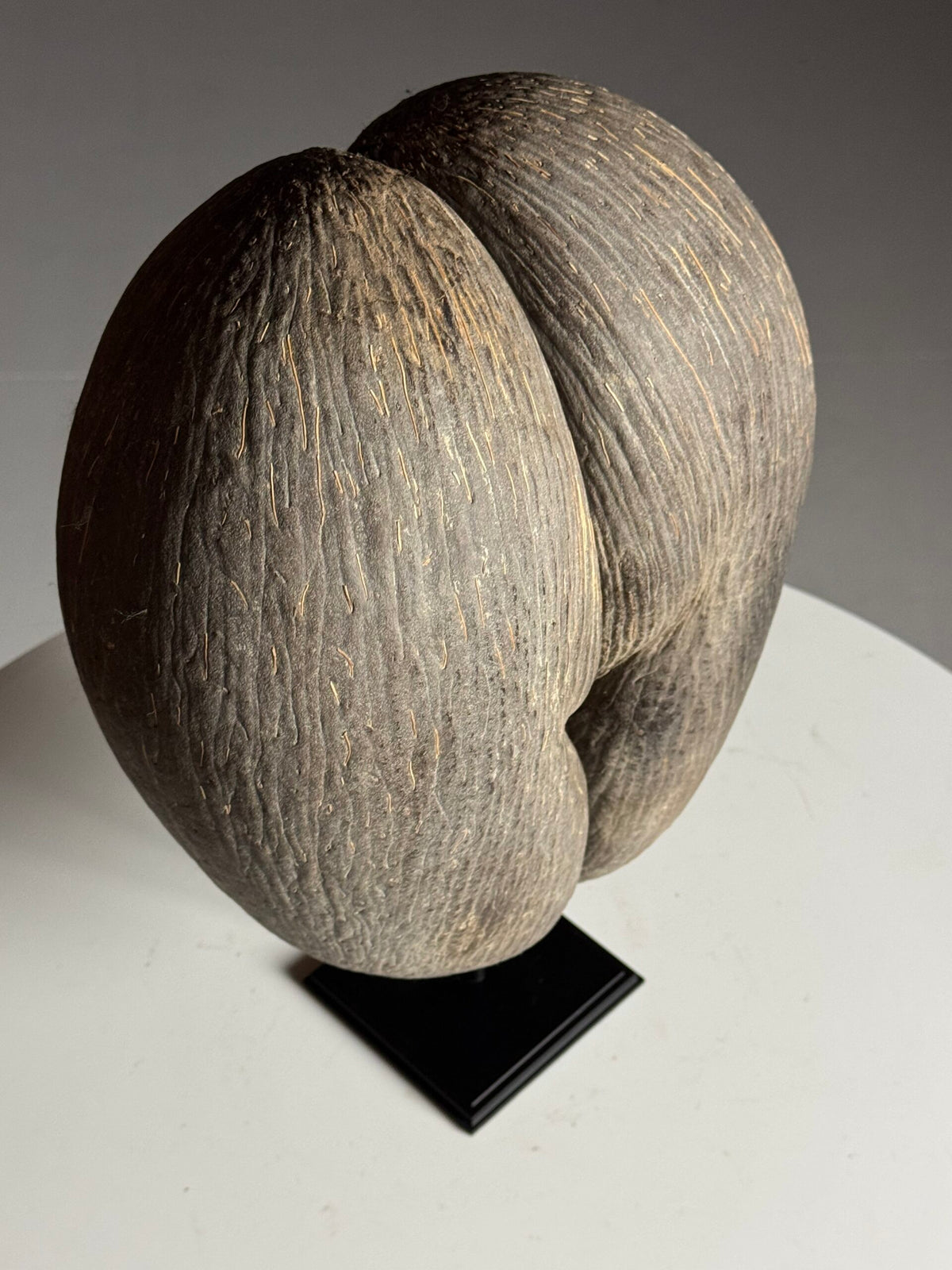 Coco de Mer on Custom Stand, photo 12