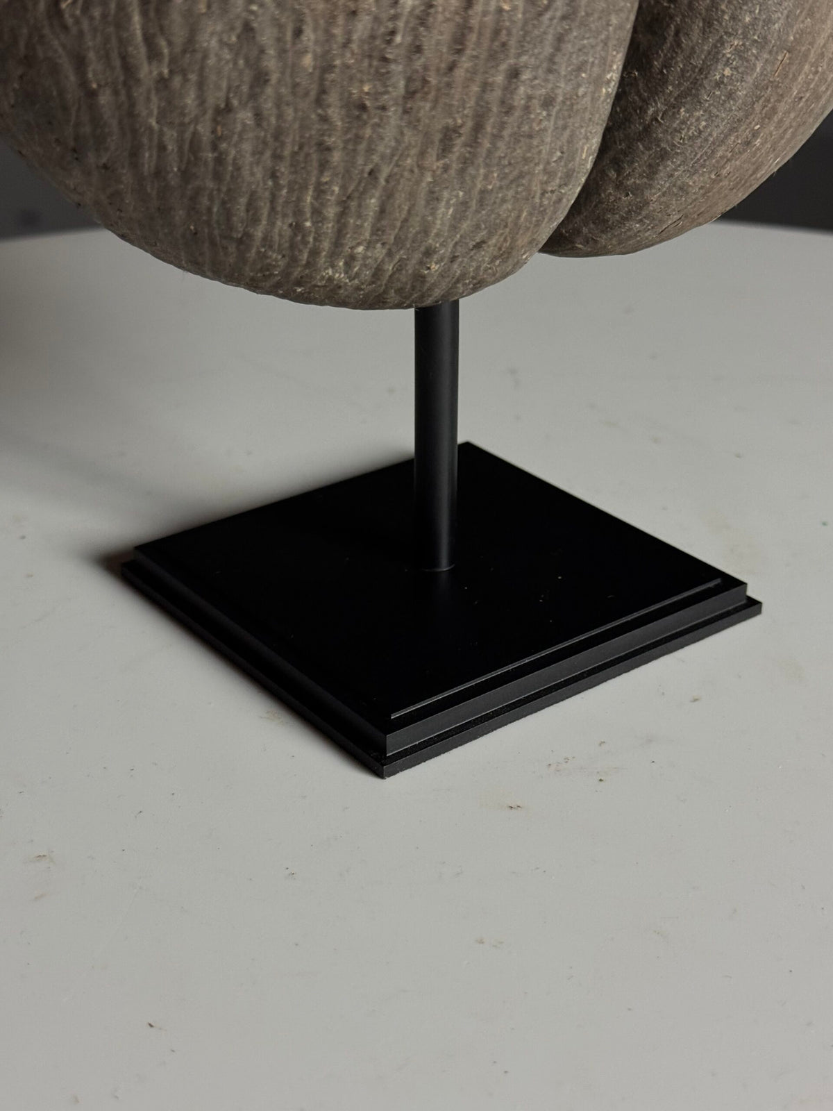 Coco de Mer on Custom Stand, photo 10