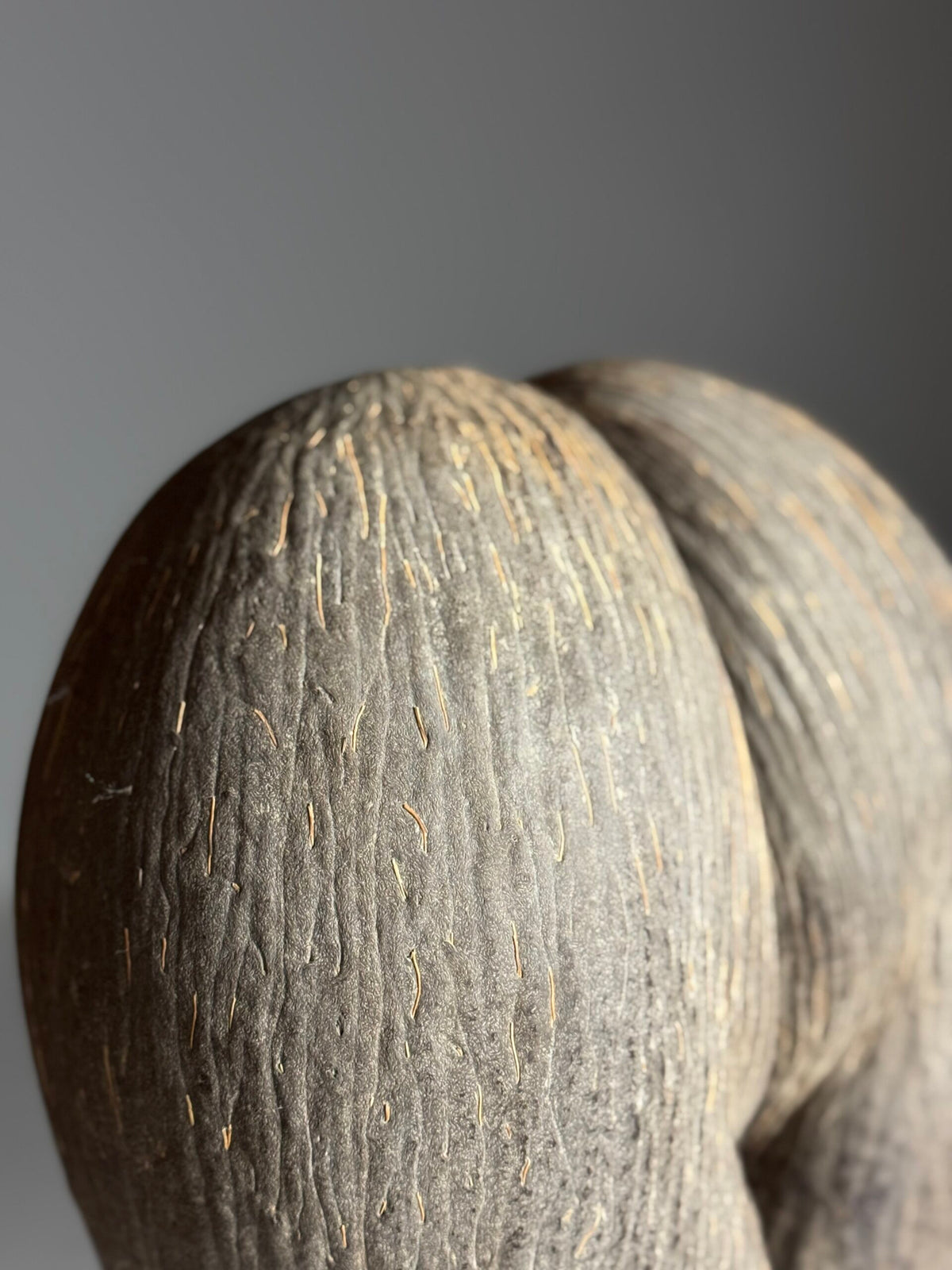 Coco de Mer on Custom Stand, photo 8