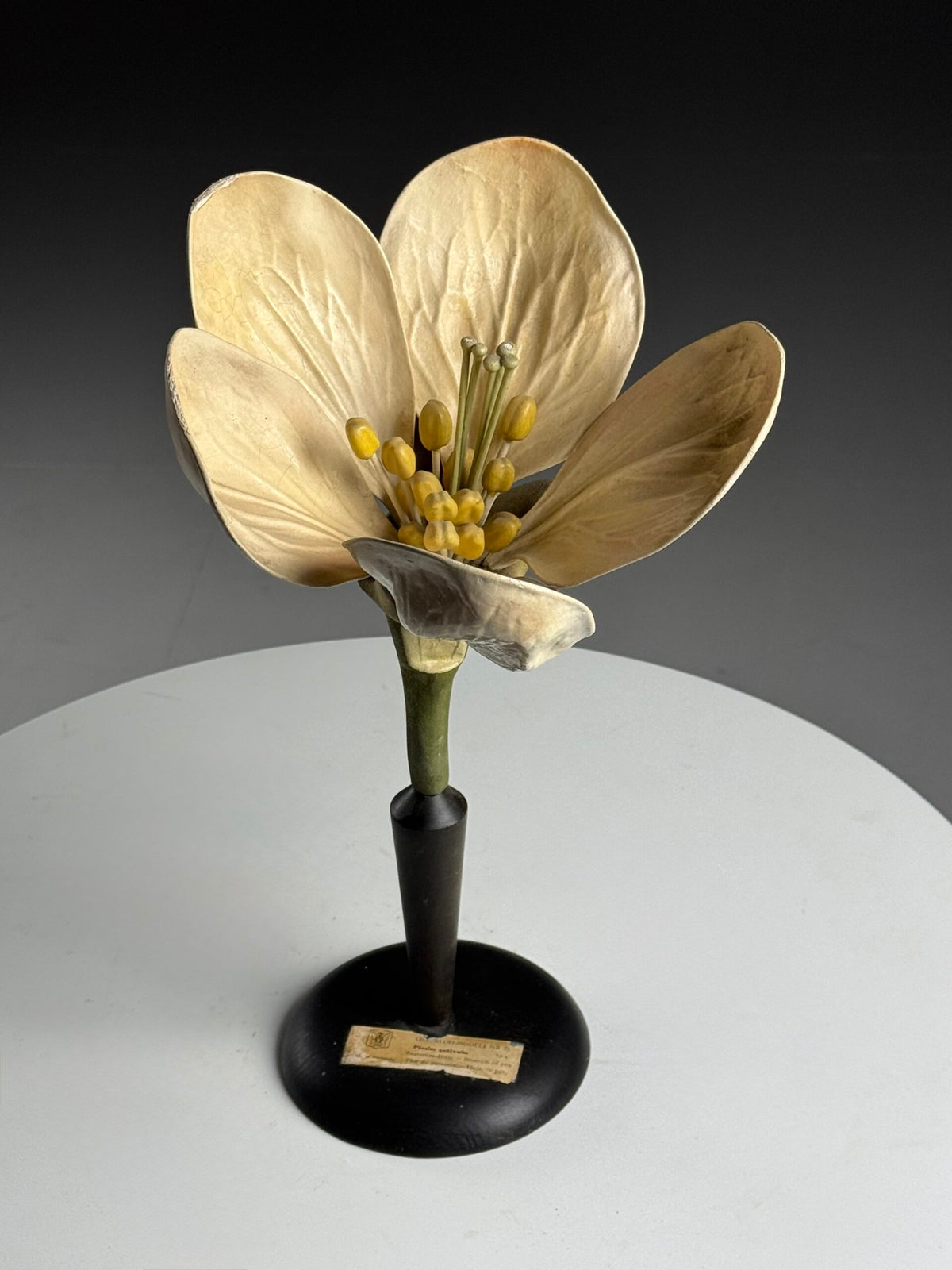 German Botanical Flower Model, Osterloh Model 21, c. 1900, photo 21