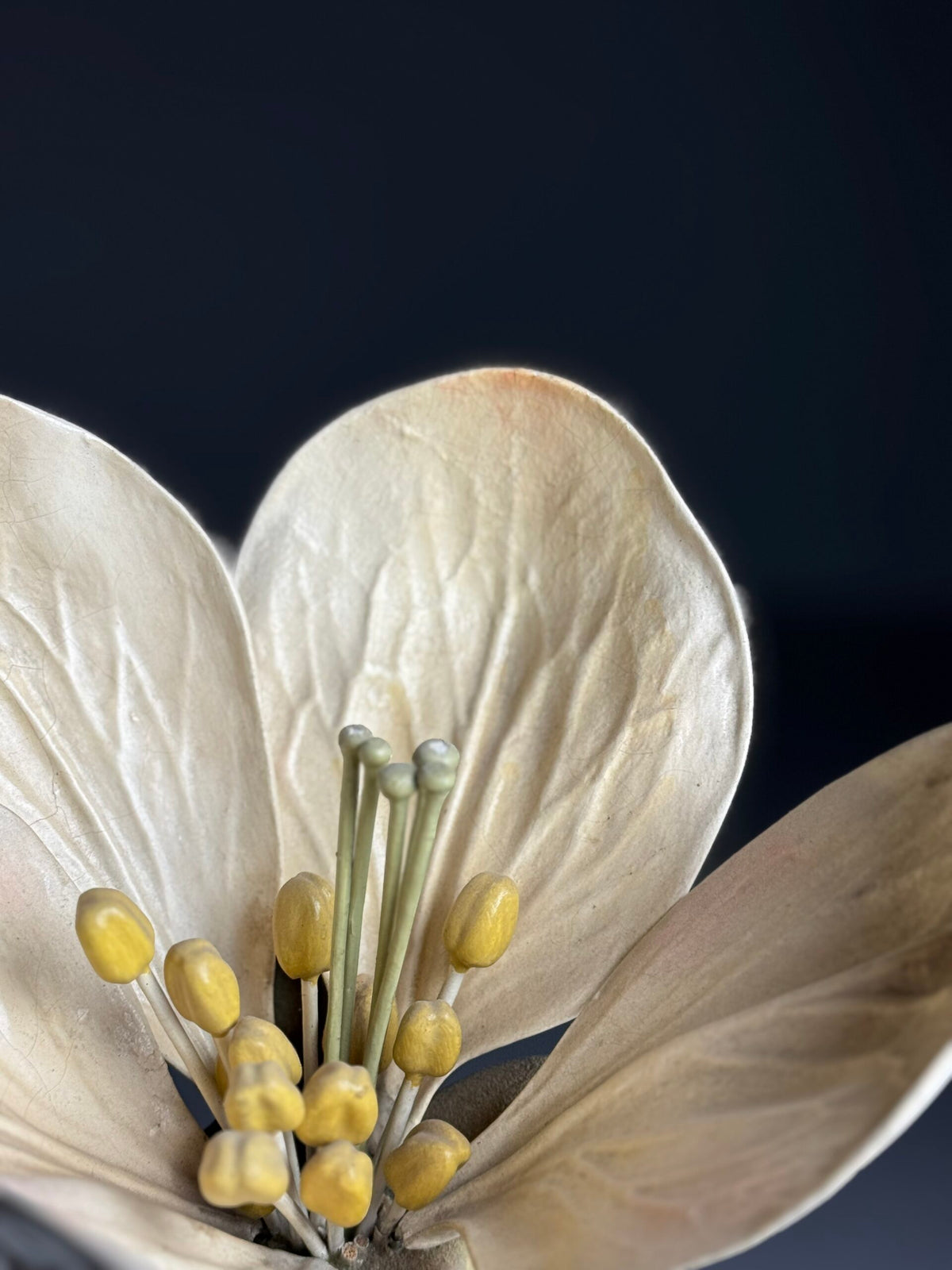 German Botanical Flower Model, Osterloh Model 21, c. 1900, photo 18