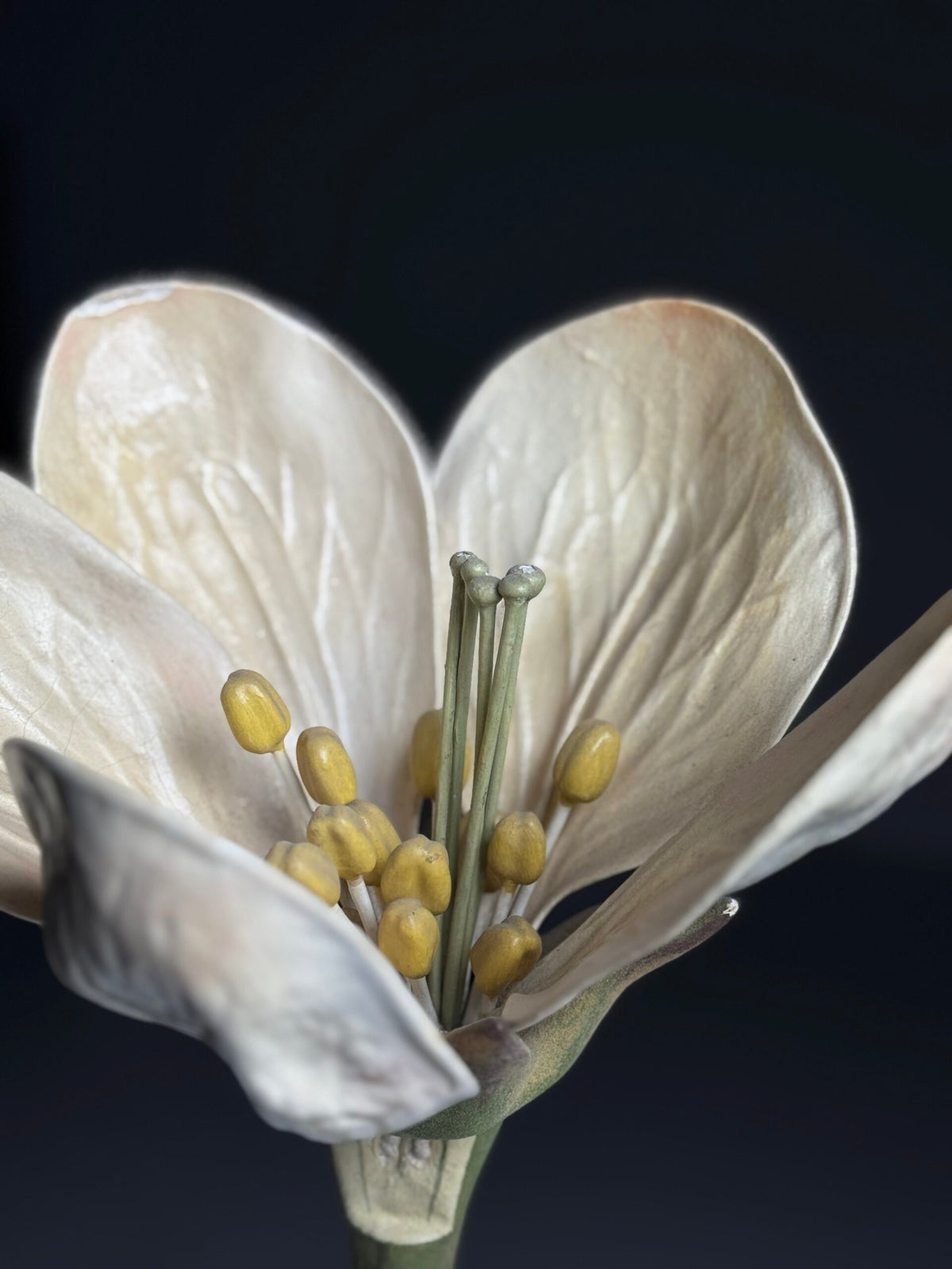 German Botanical Flower Model, Osterloh Model 21, c. 1900, photo 17
