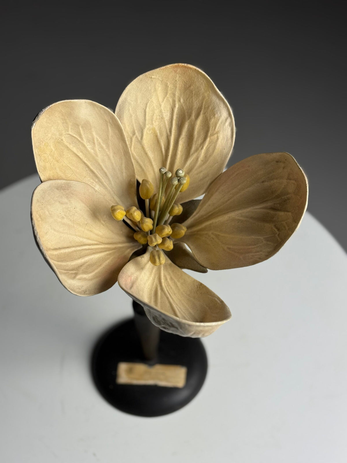 German Botanical Flower Model, Osterloh Model 21, c. 1900, photo 13