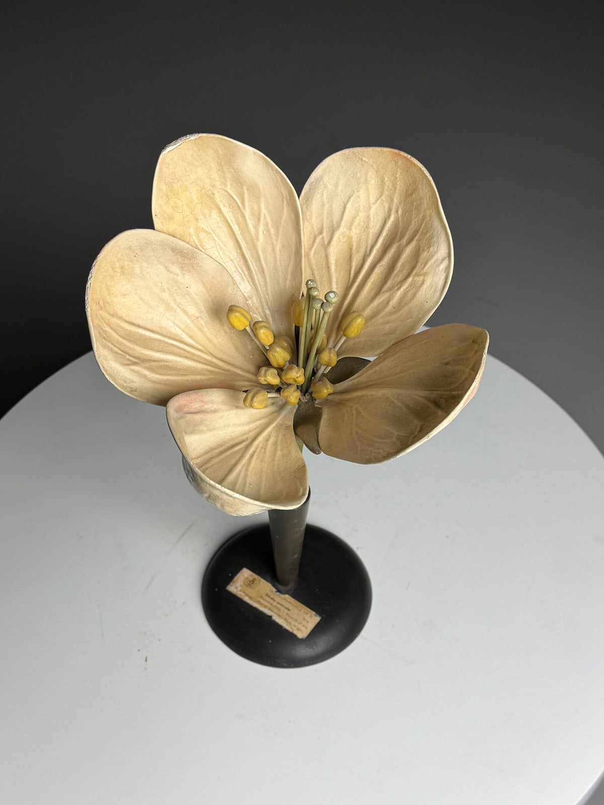 German Botanical Flower Model, Osterloh Model 21, c. 1900, photo 11
