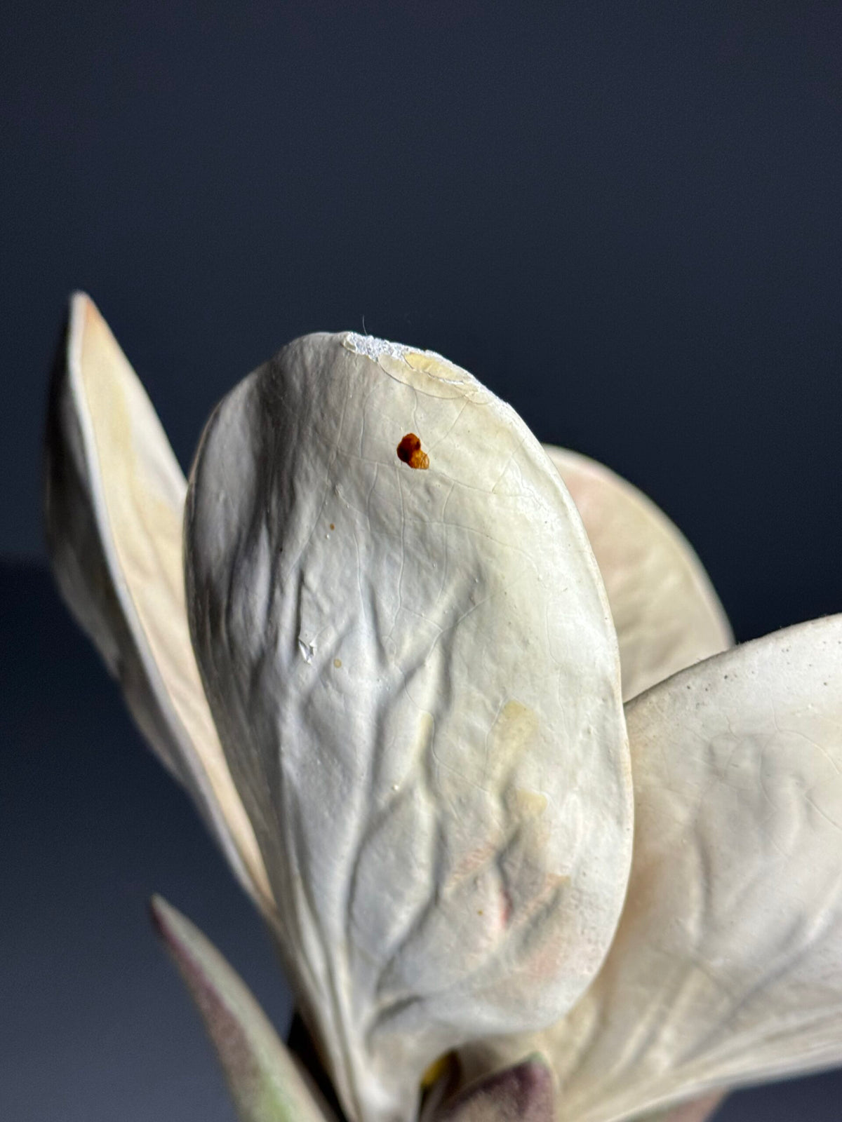 German Botanical Flower Model, Osterloh Model 21, c. 1900, photo 3