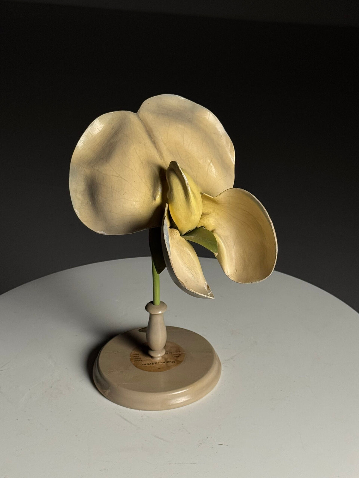 German Botanical Flower Model in Papier-mâché and Wax, c. 1900, photo 12
