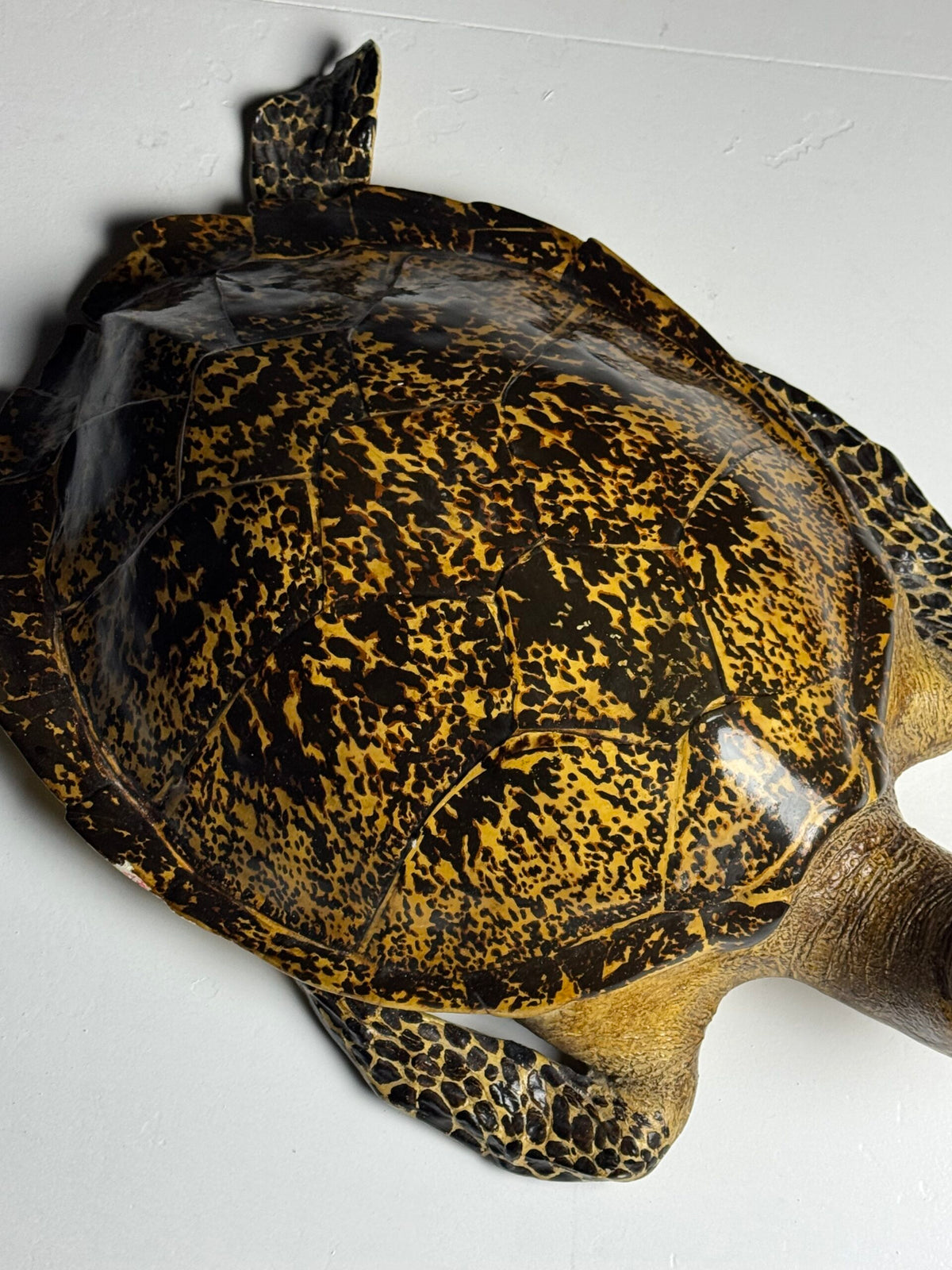 Large Realistic Plastic Turtle Replica, photo 14