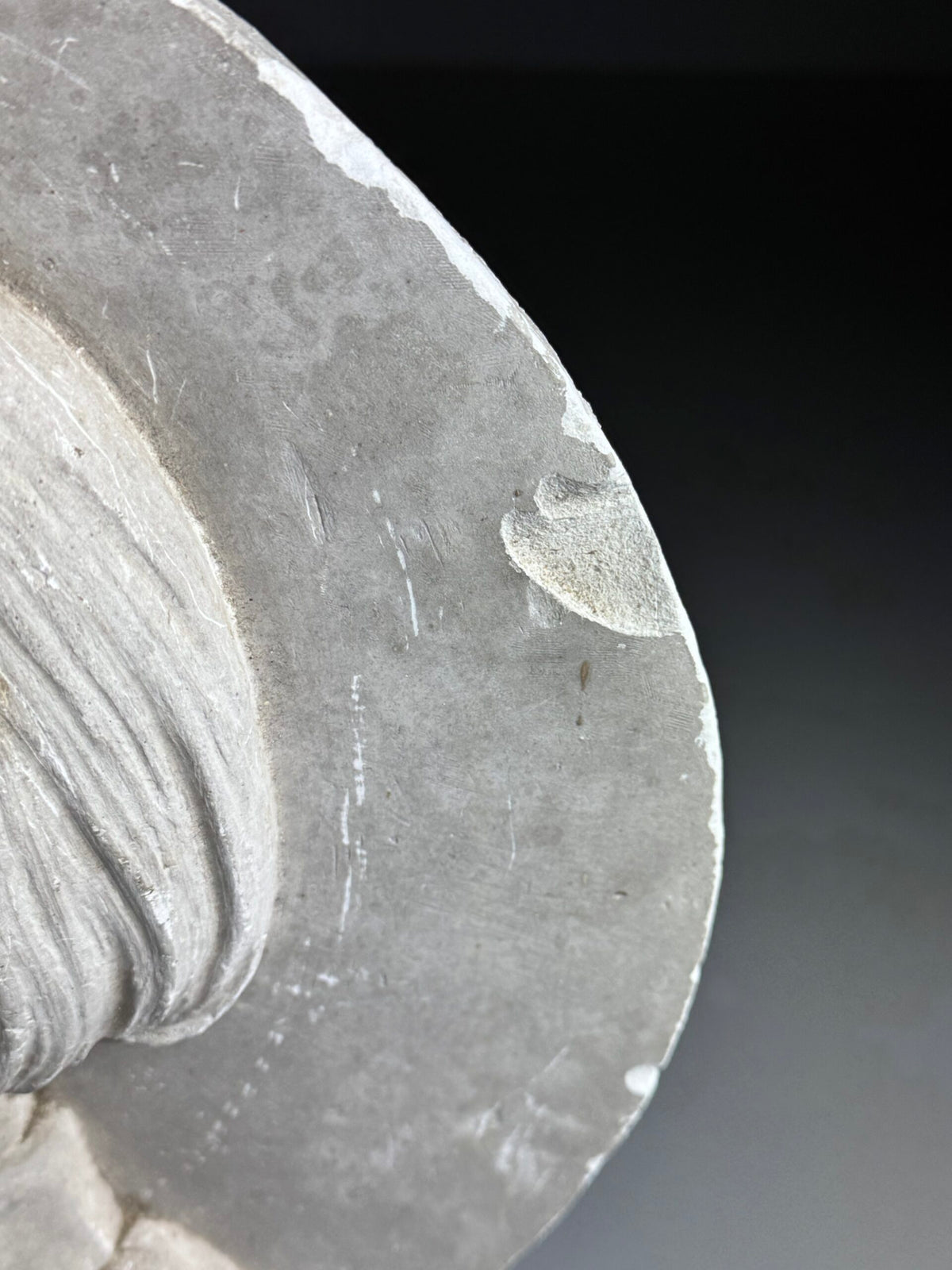 Plaster Medallion Signed G. Evrard, France, 1862, photo 13