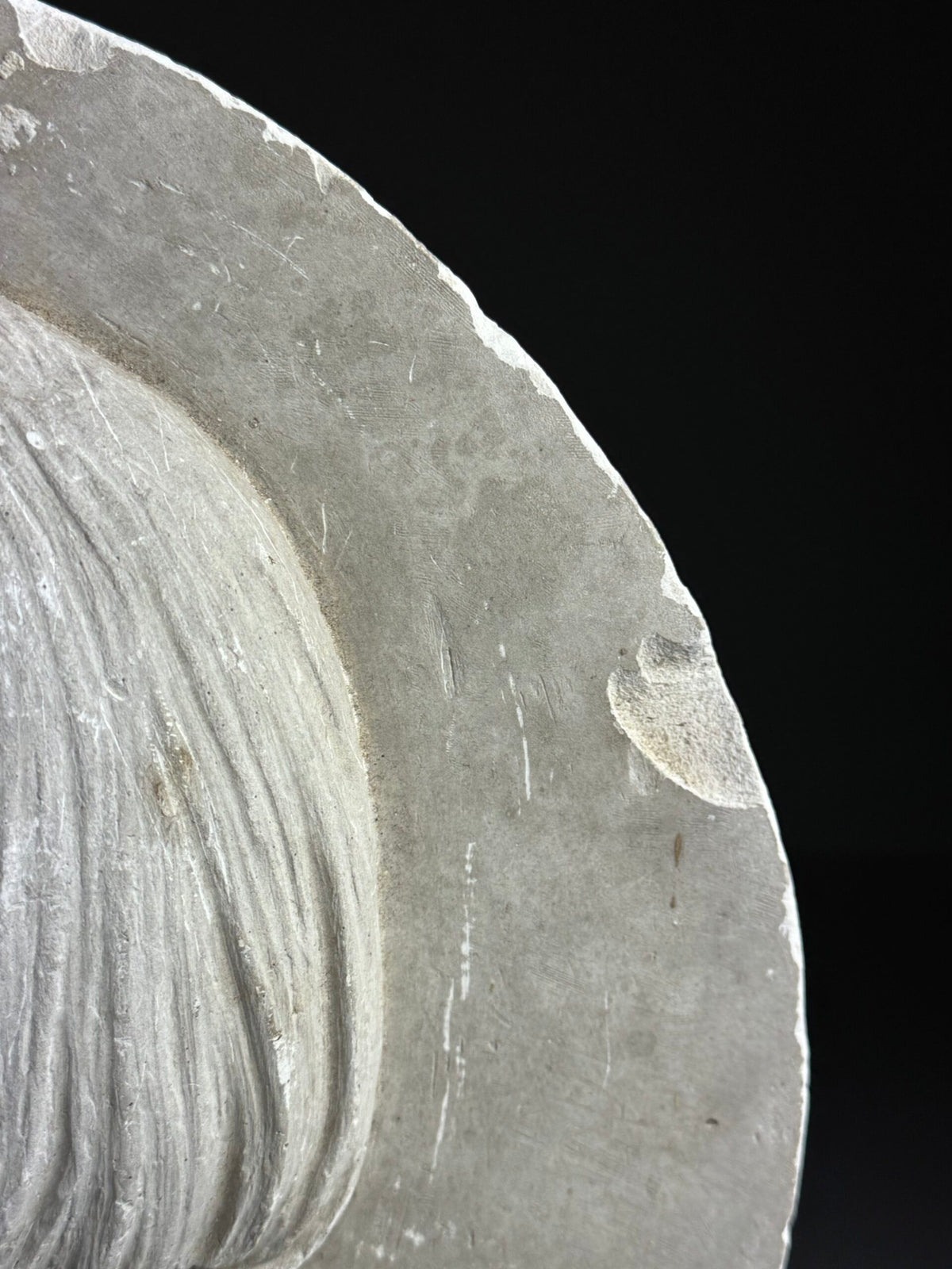 Plaster Medallion Signed G. Evrard, France, 1862, photo 8