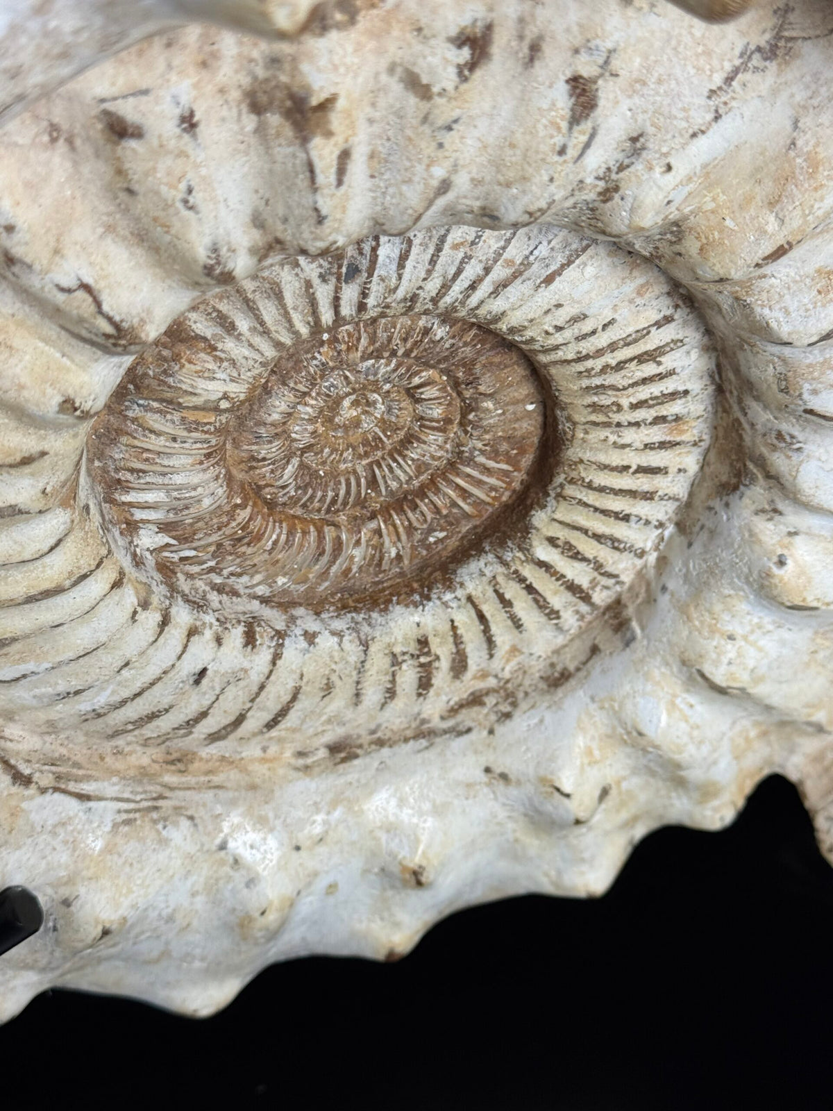Large Fossil Ammonite on Custom Metal Stand, photo 3