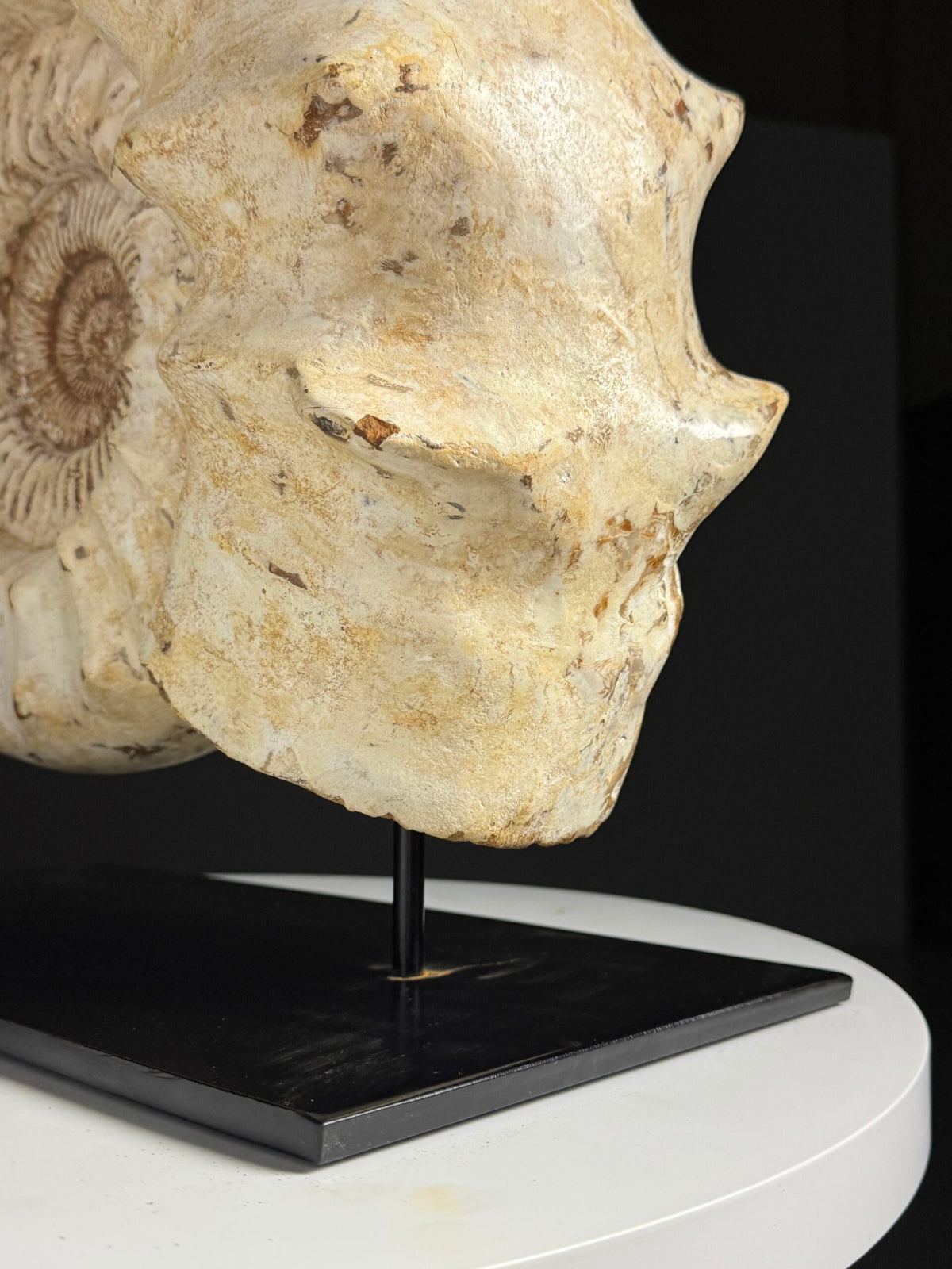 Large Fossil Ammonite on Custom Metal Stand, photo 12