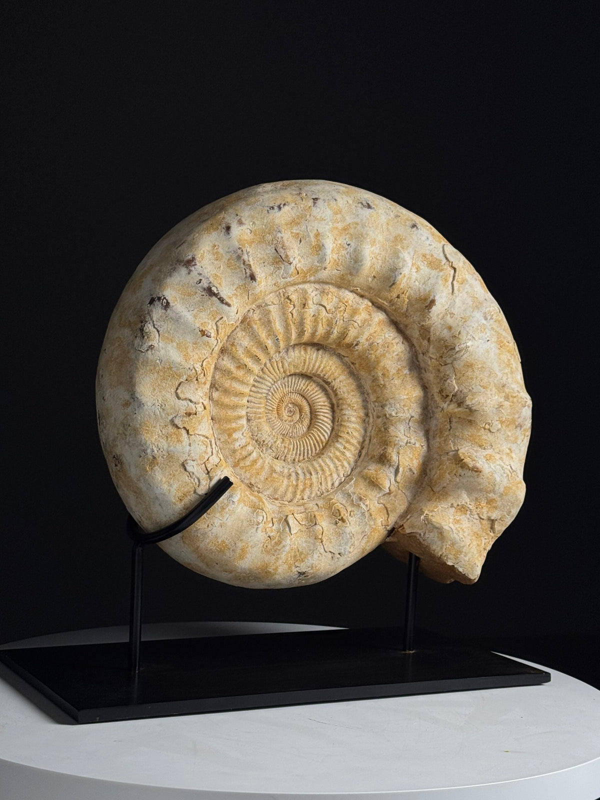 Large Fossil Ammonite on Custom Metal Stand, photo 1