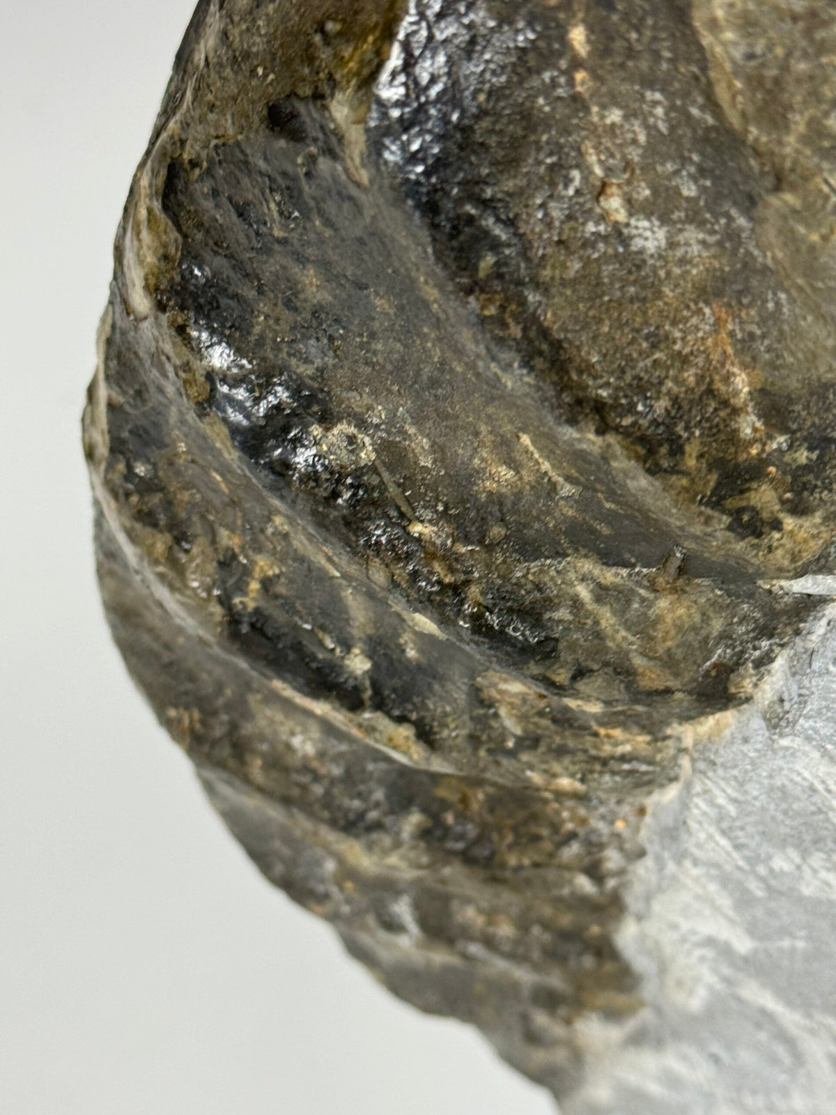 Giant Fossil Ammonite, Arietites Bucklandi, photo 15