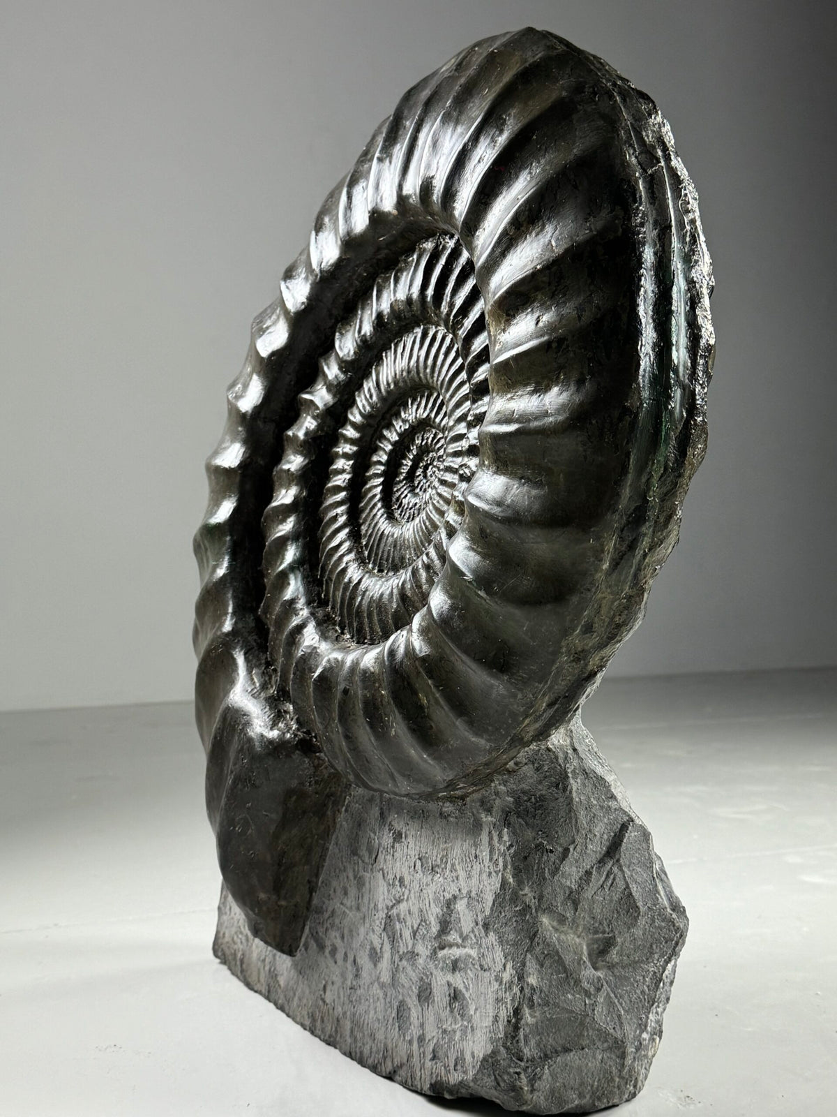 Giant Fossil Ammonite, Arietites Bucklandi, photo 6