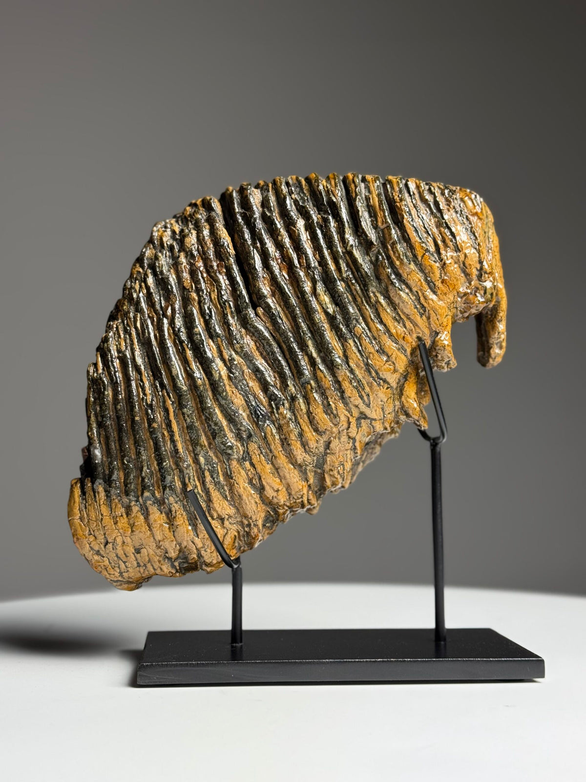 Very Large Fossilised Mammoth Tooth on Custom Stand, photo 2