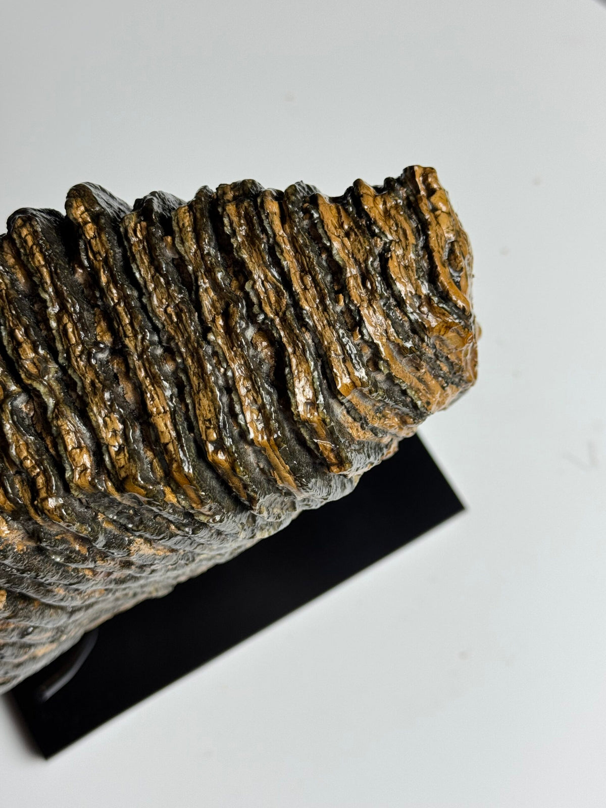 Very Large Fossilised Mammoth Tooth on Custom Stand, photo 4