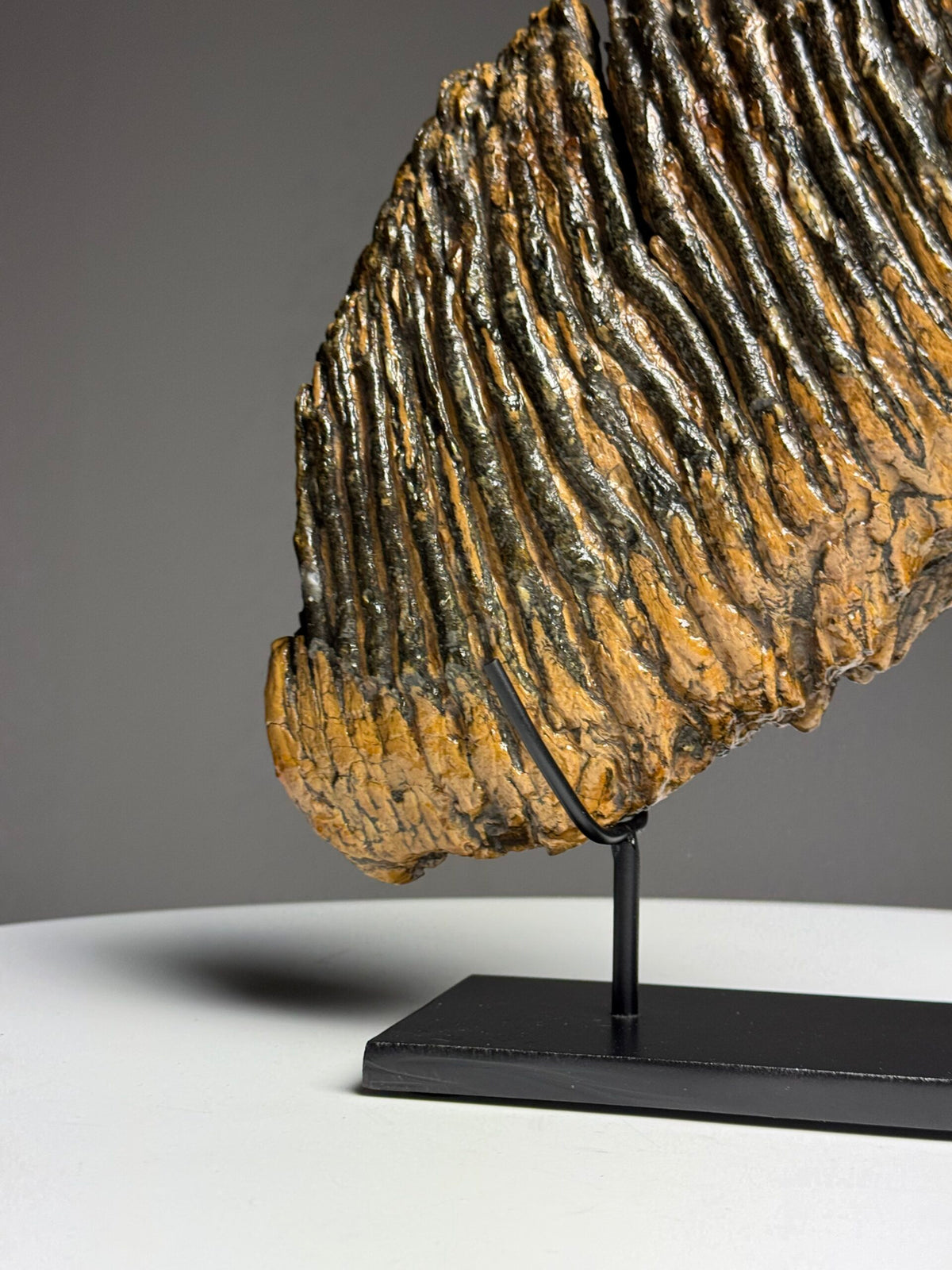 Very Large Fossilised Mammoth Tooth on Custom Stand, photo 7