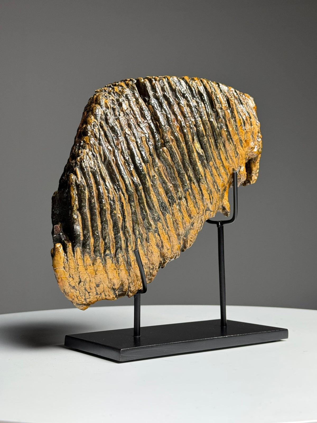 Very Large Fossilised Mammoth Tooth on Custom Stand, photo 1