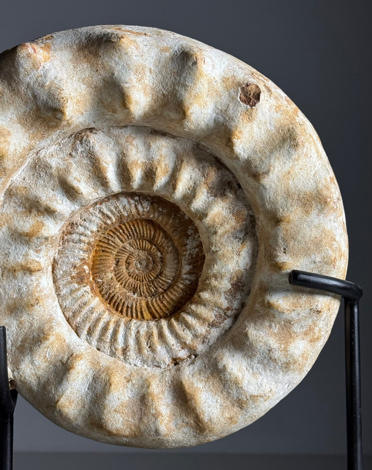 Giant Ammonite Fossil on Custom Black Stand, photo 15