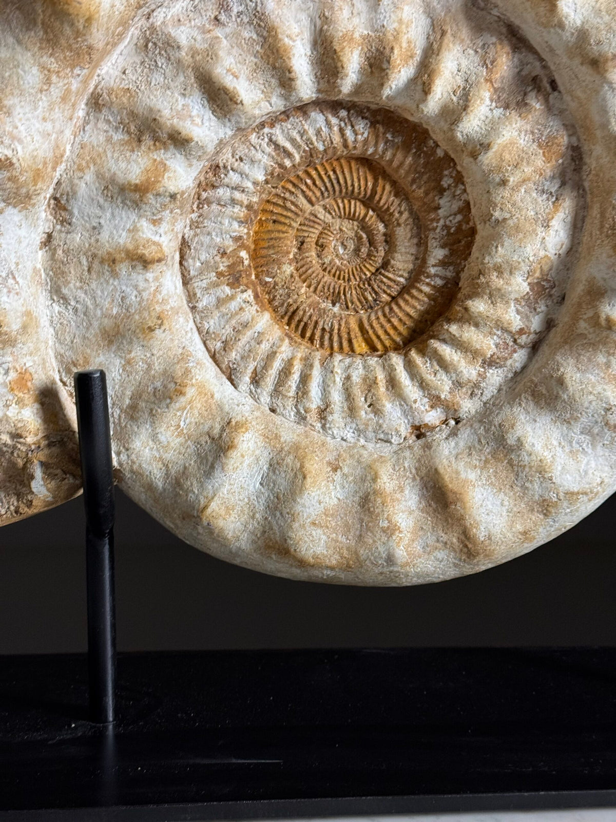 Giant Ammonite Fossil on Custom Black Stand, photo 12
