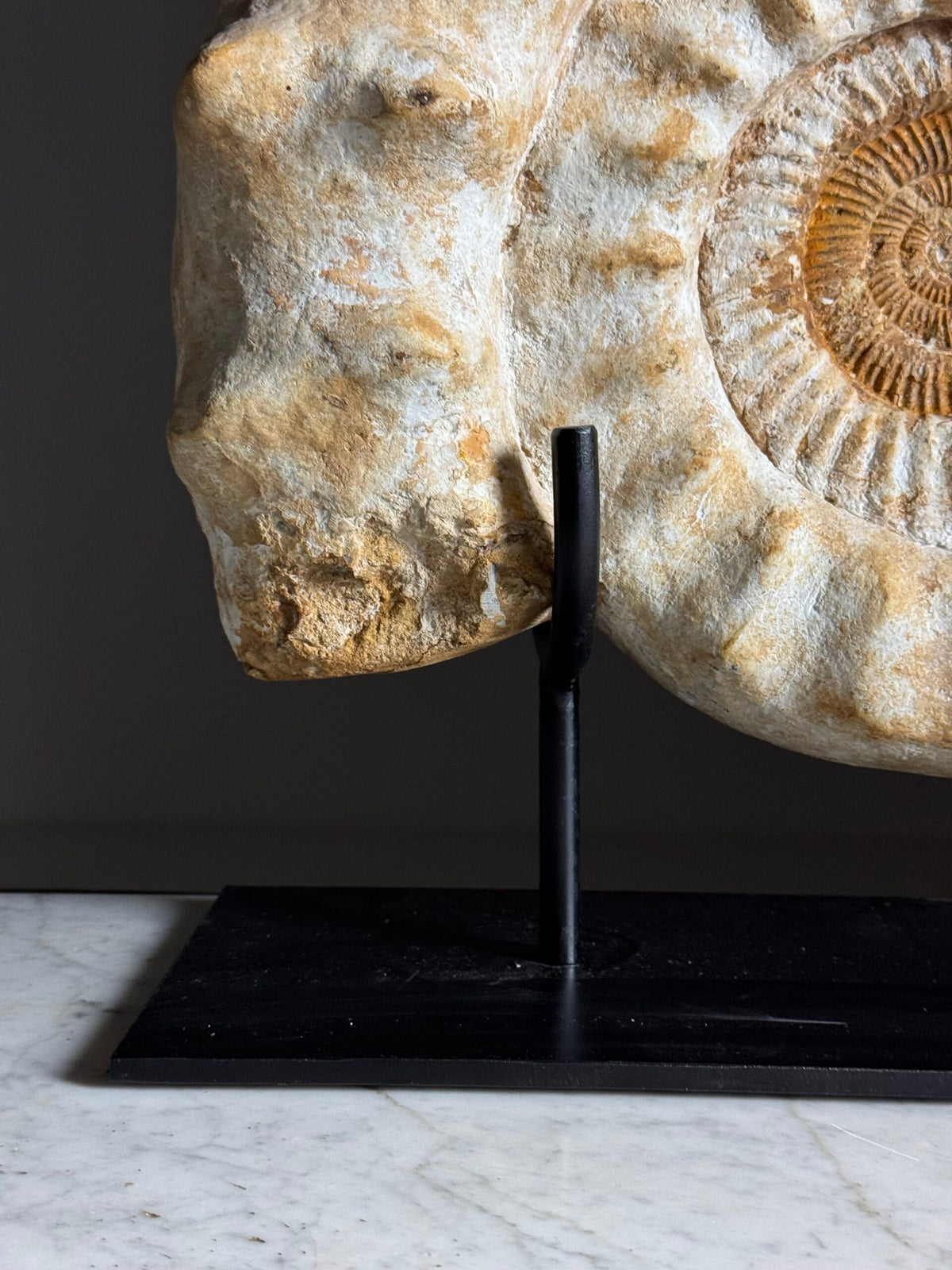 Giant Ammonite Fossil on Custom Black Stand, photo 11