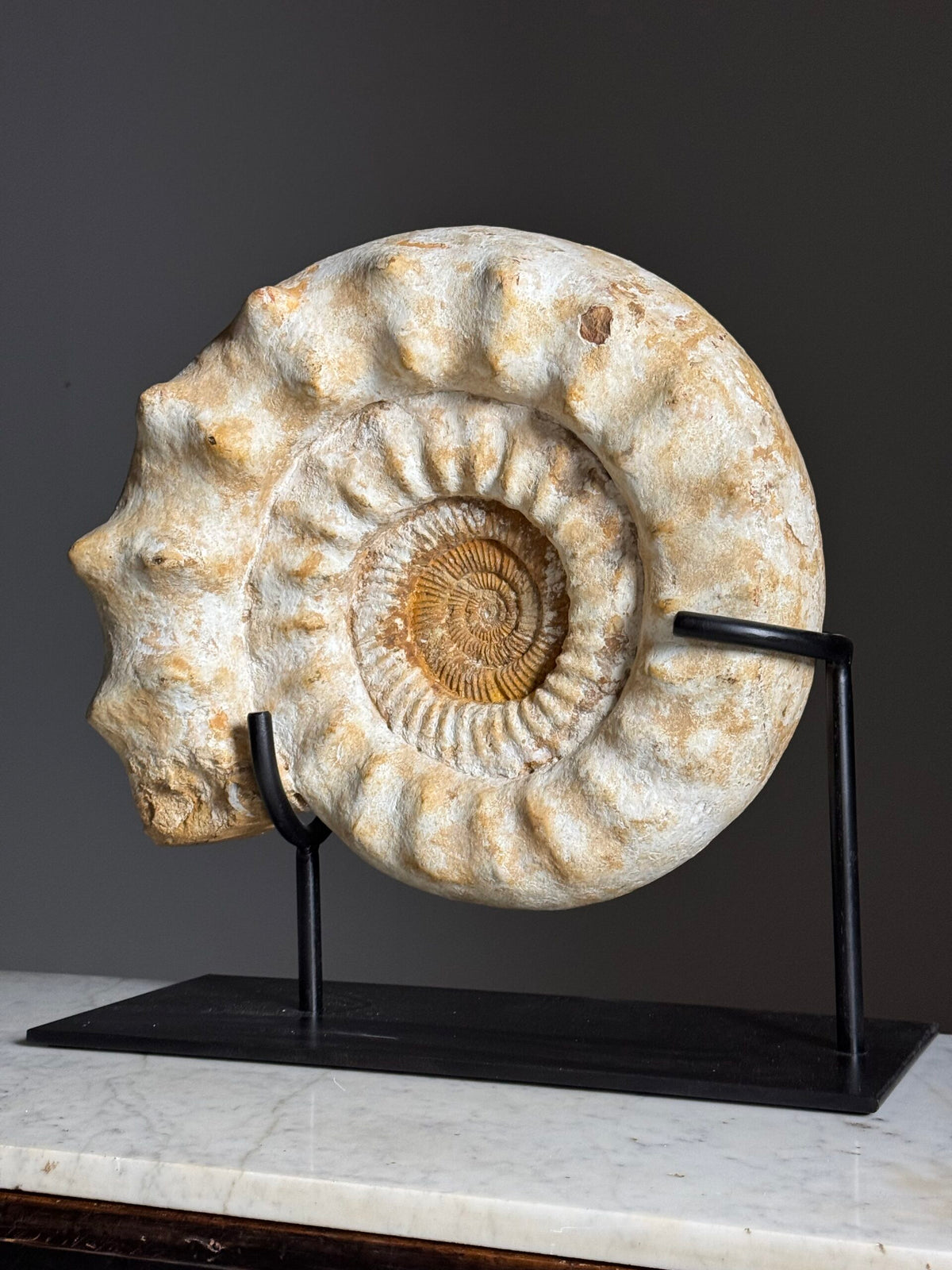 Giant Ammonite Fossil on Custom Black Stand, photo 10