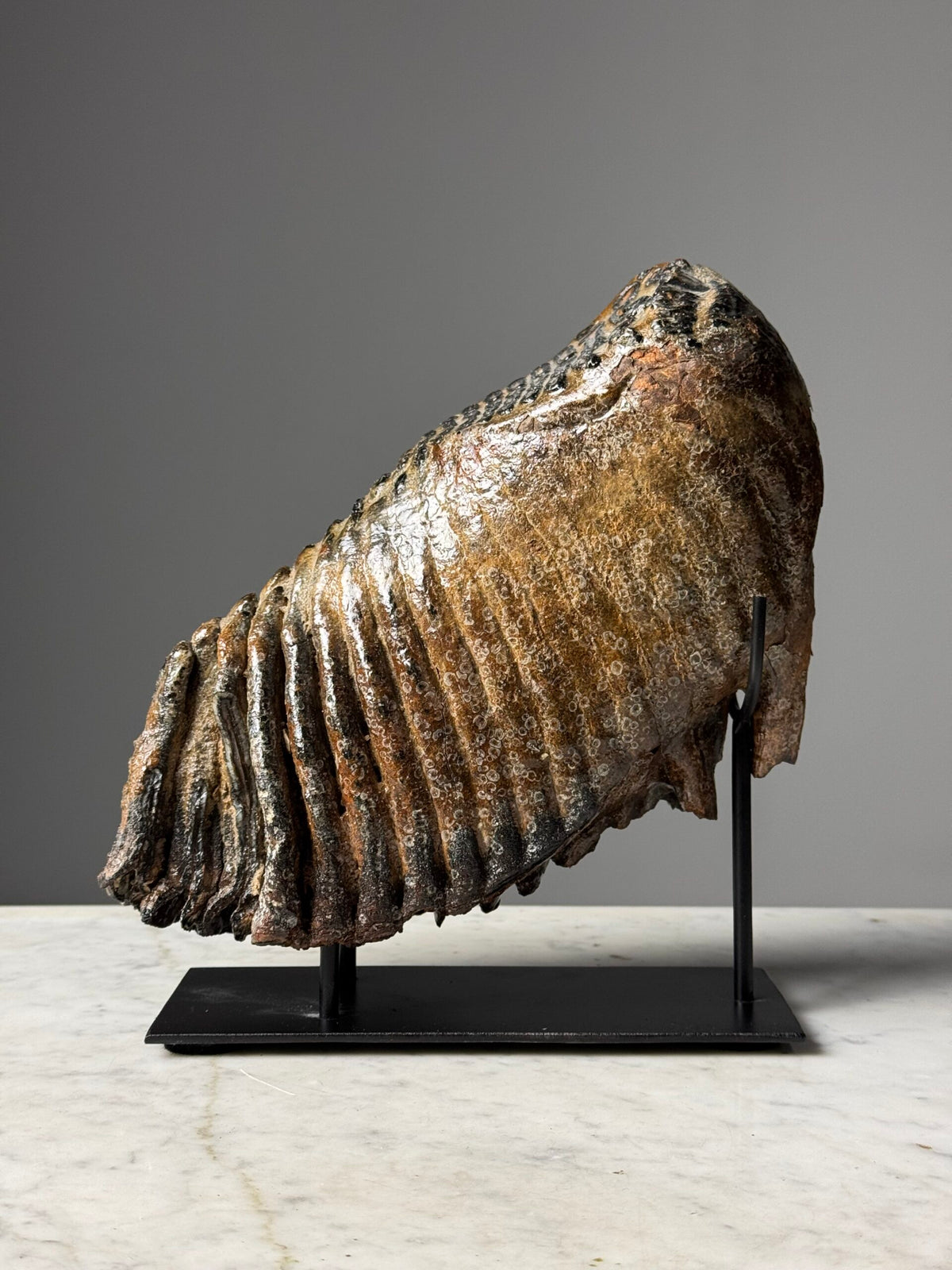 Fossilised Mammoth Tooth on Custom Stand, photo 9