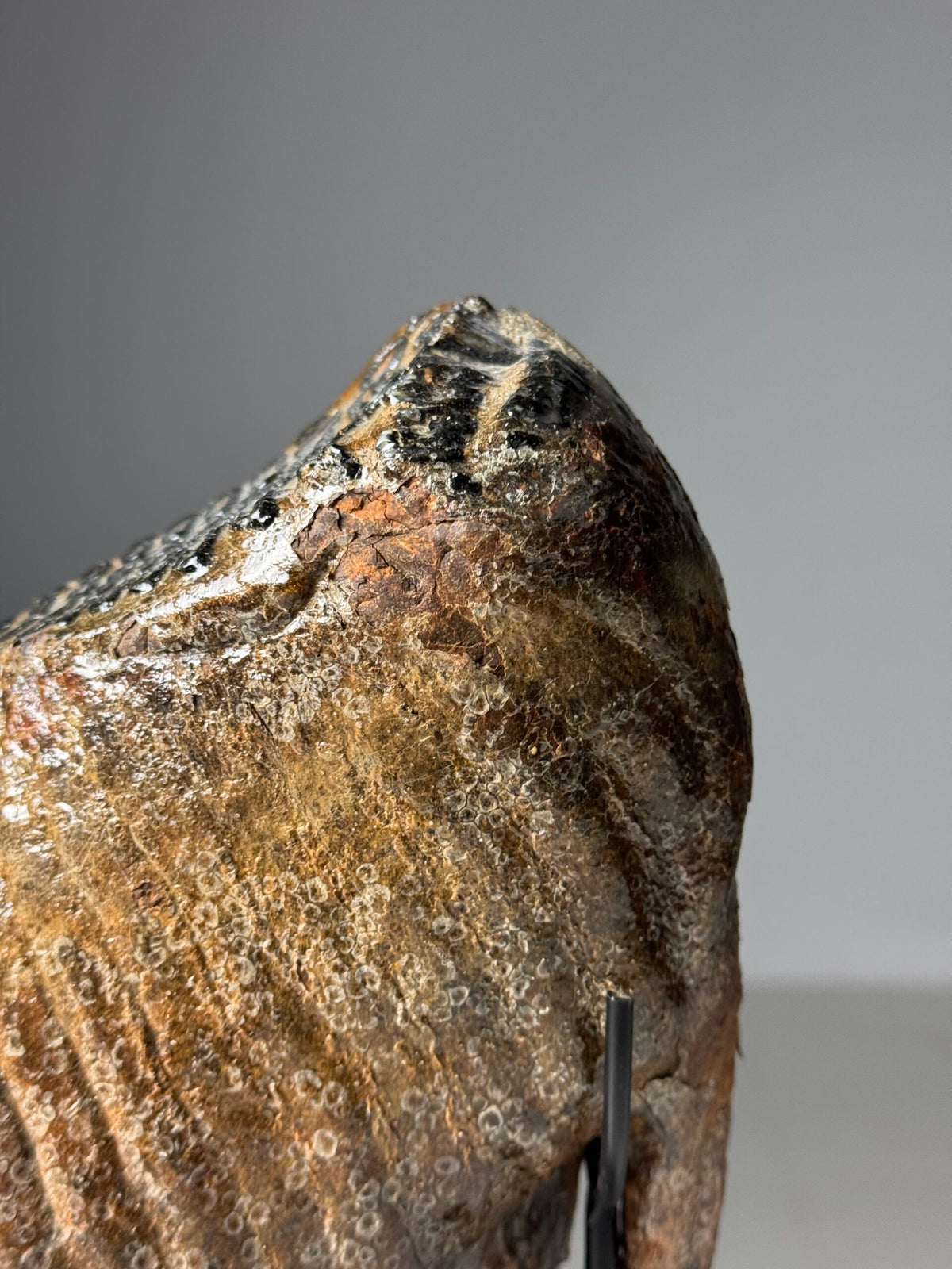 Fossilised Mammoth Tooth on Custom Stand, photo 7